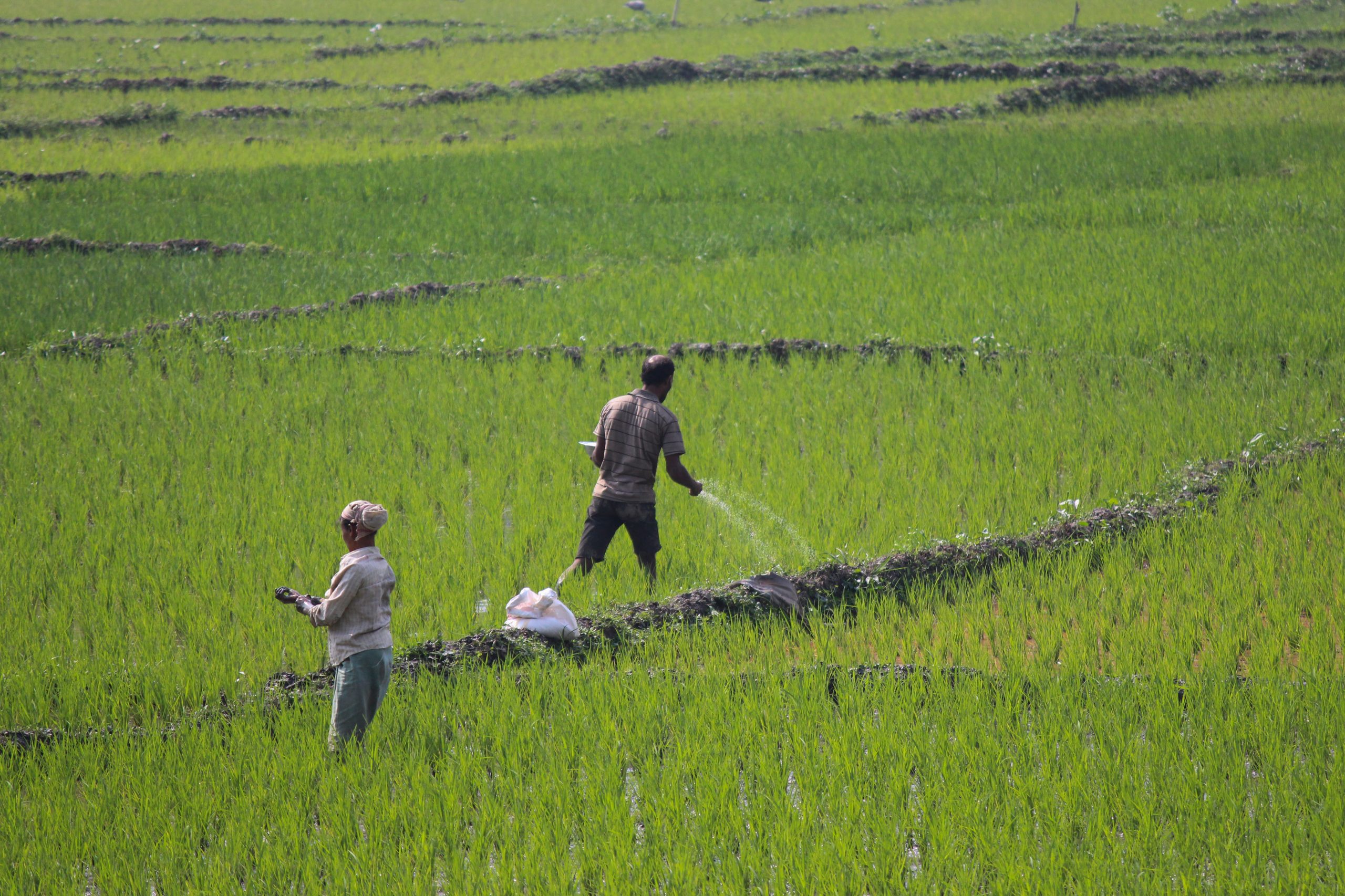 Farmers in the field