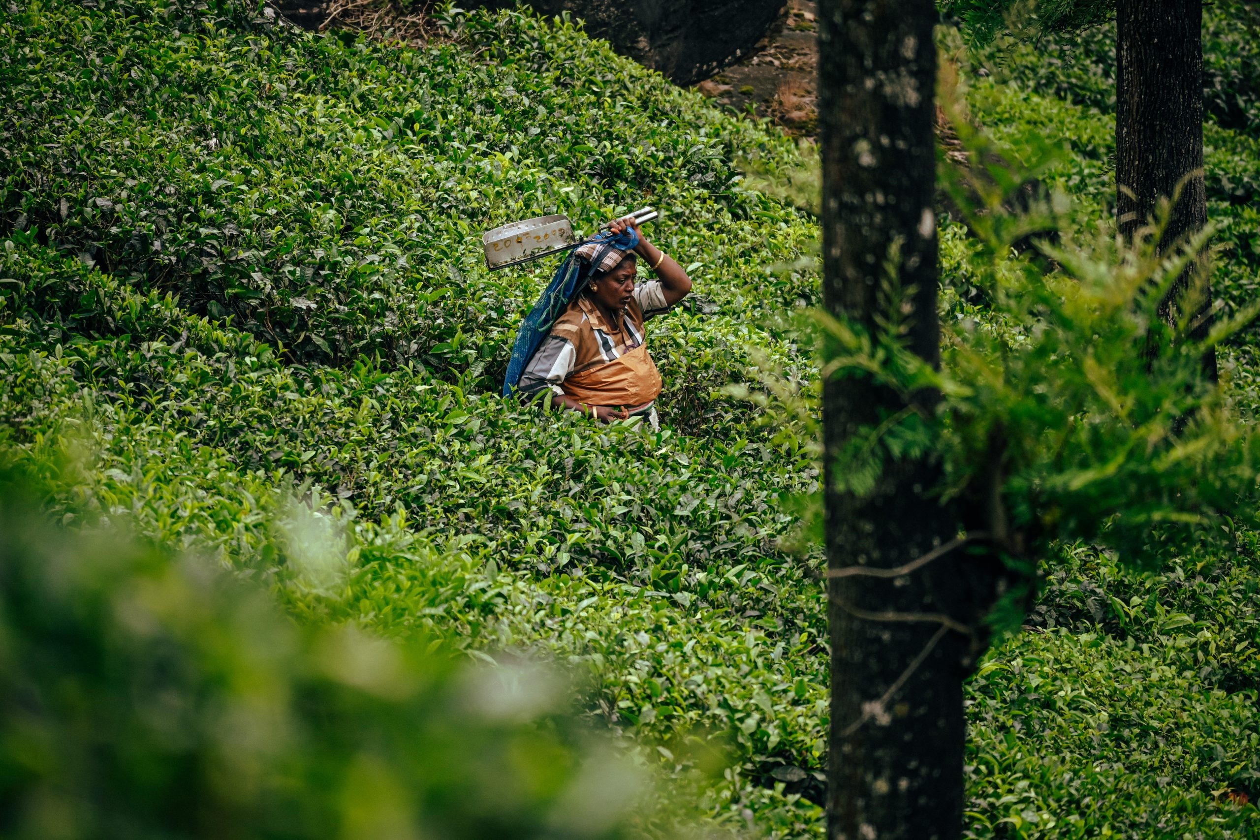 A farmer in tea plants garden