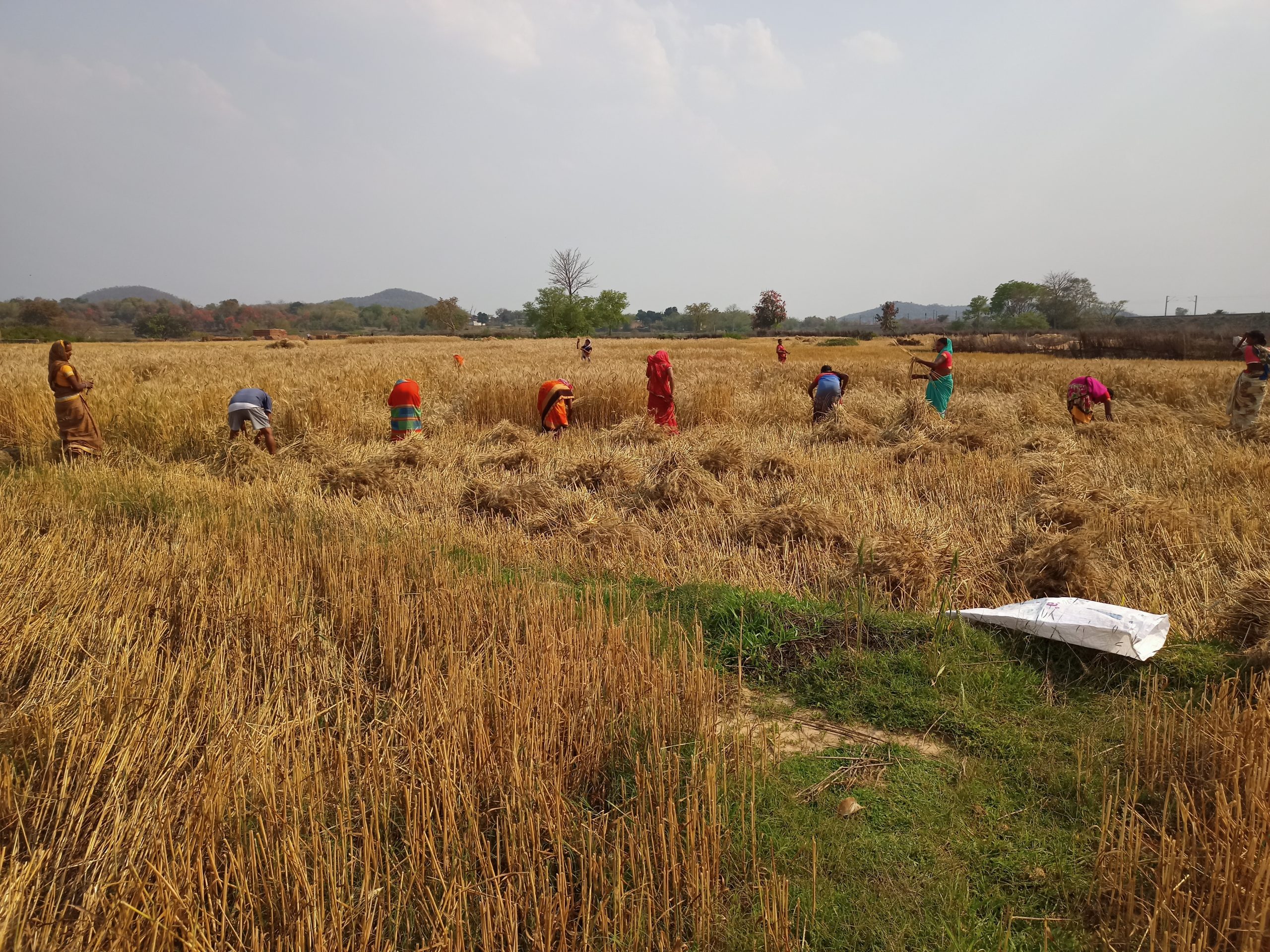 farmers working in the field