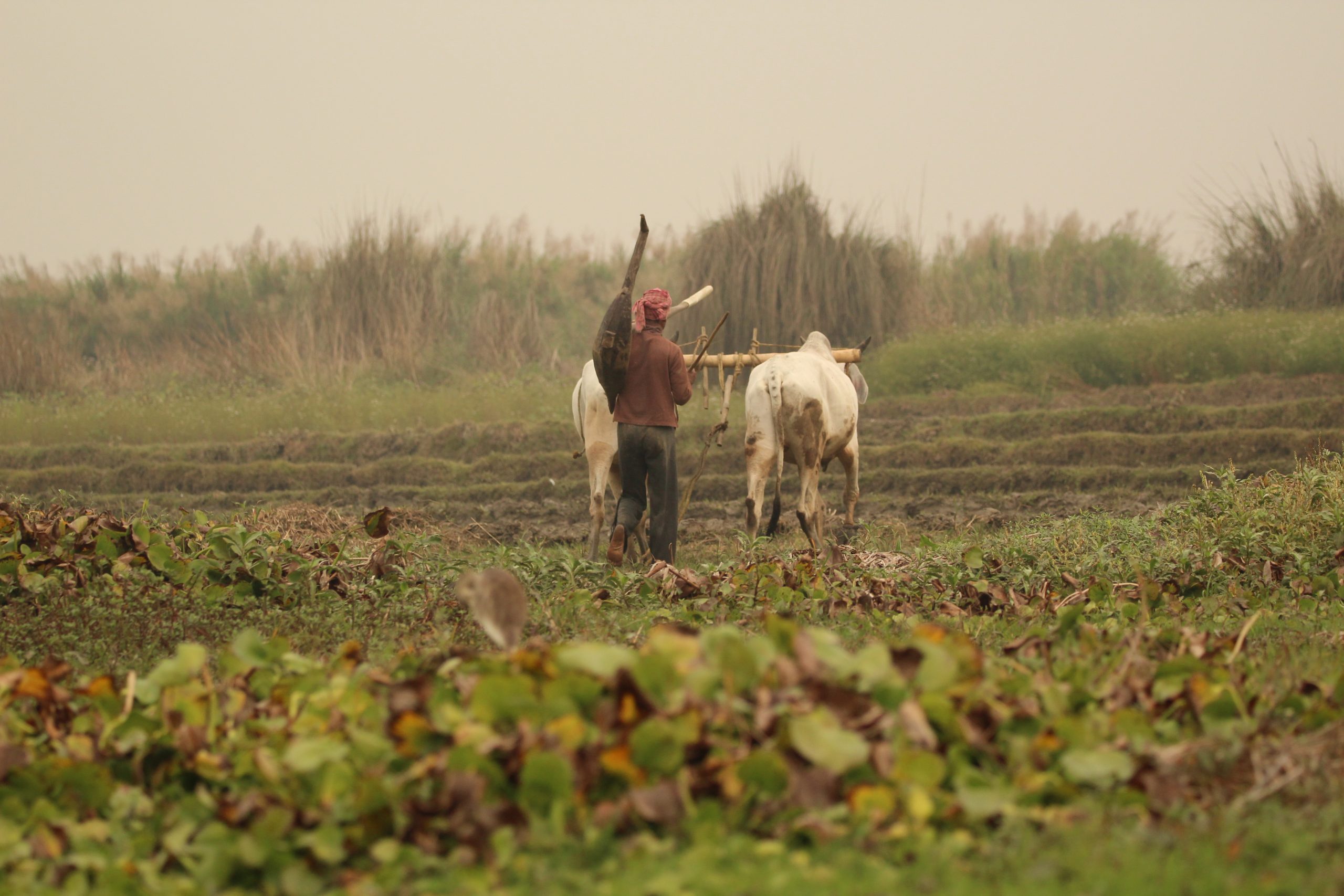 farmer working in the field