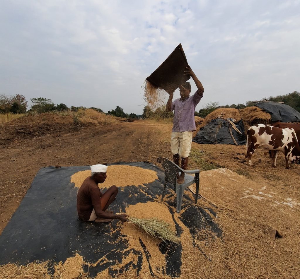 Farmers cleaning the grains PixaHive