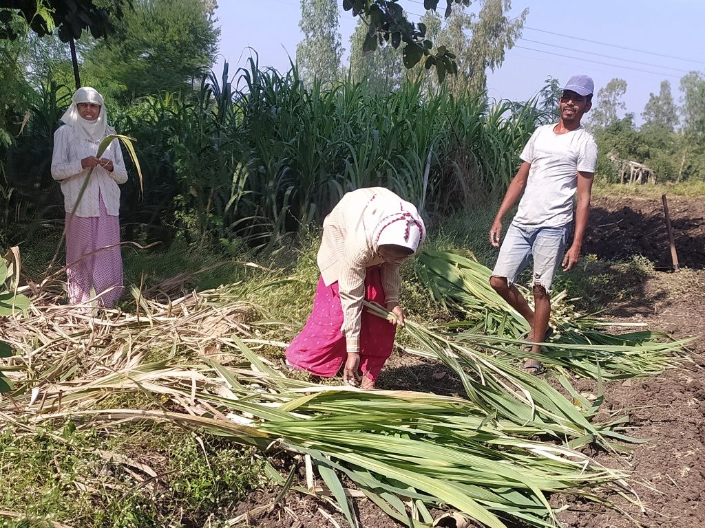 Farmers Cutting Sugarcane Pixahive 4857