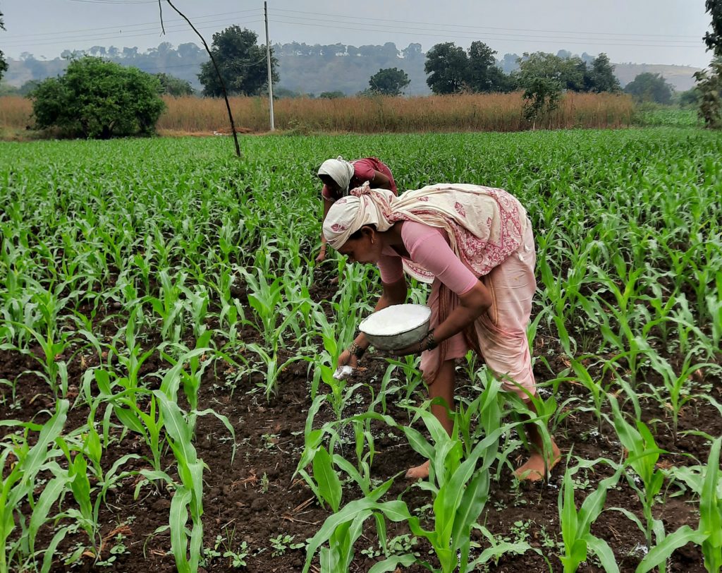 Farmers fertilizing maize plants PixaHive