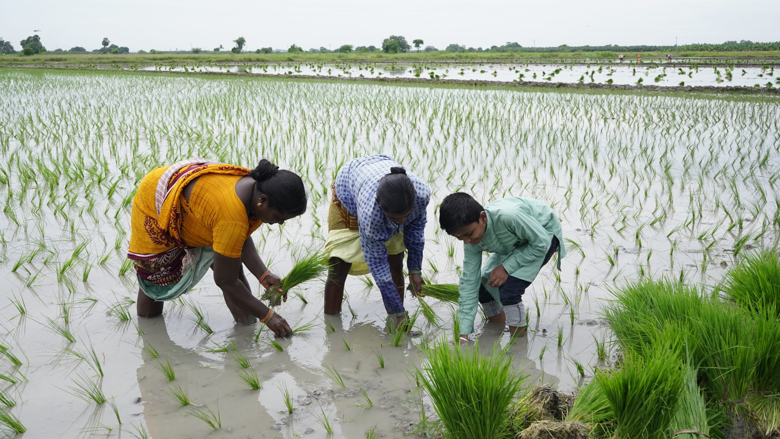 Farmers in the field