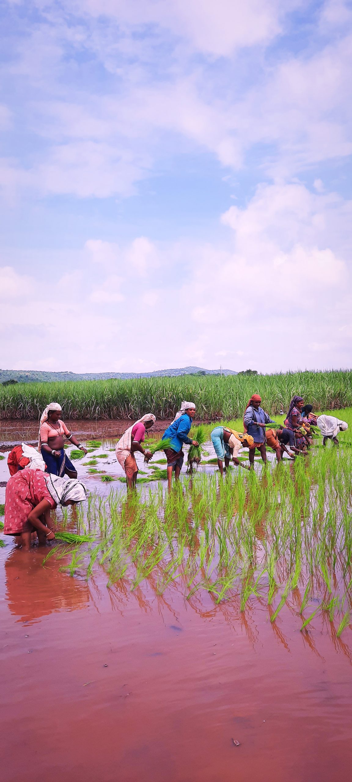 Farmers in paddy field