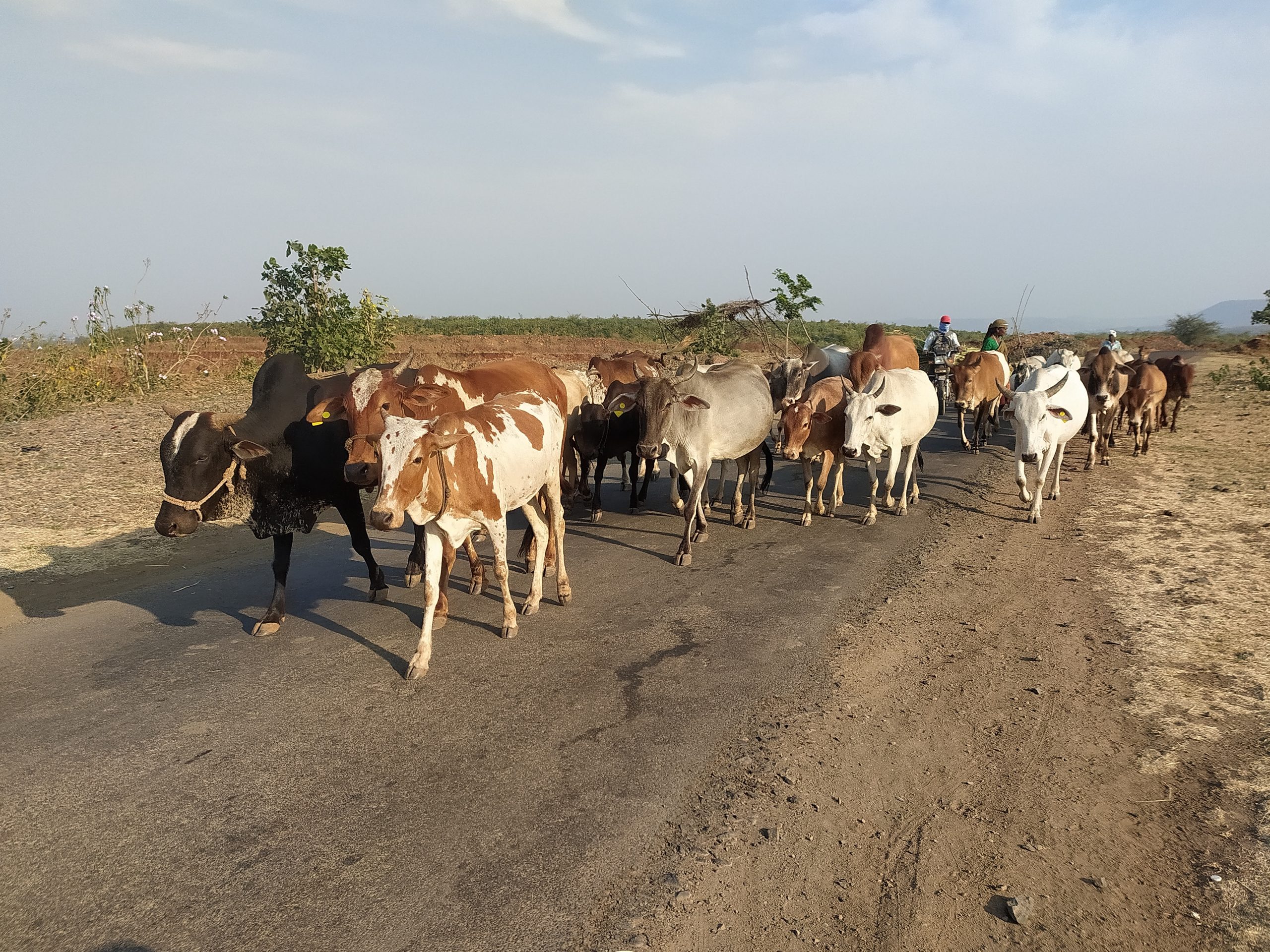 cows on the road