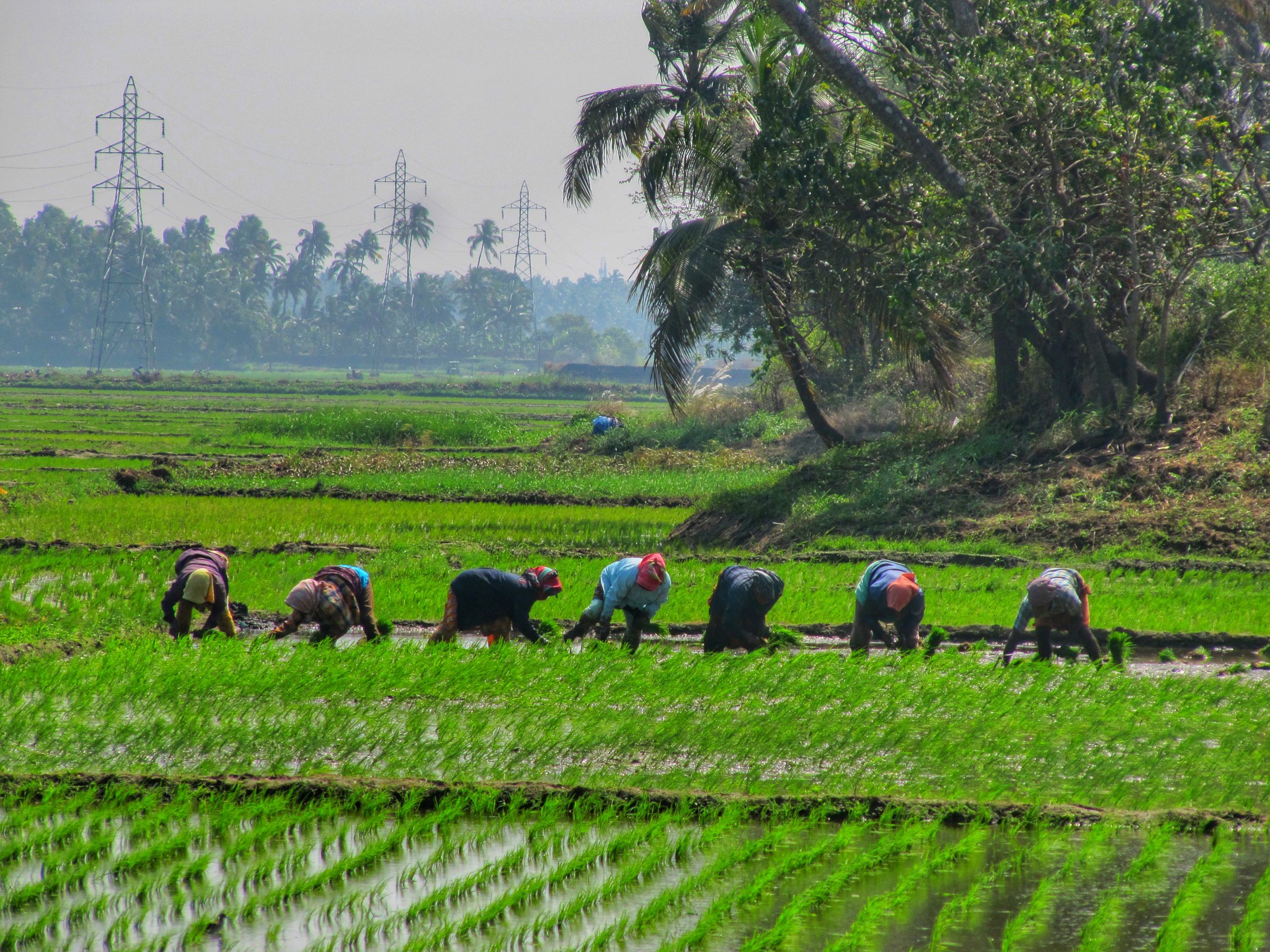 farmers working in the field
