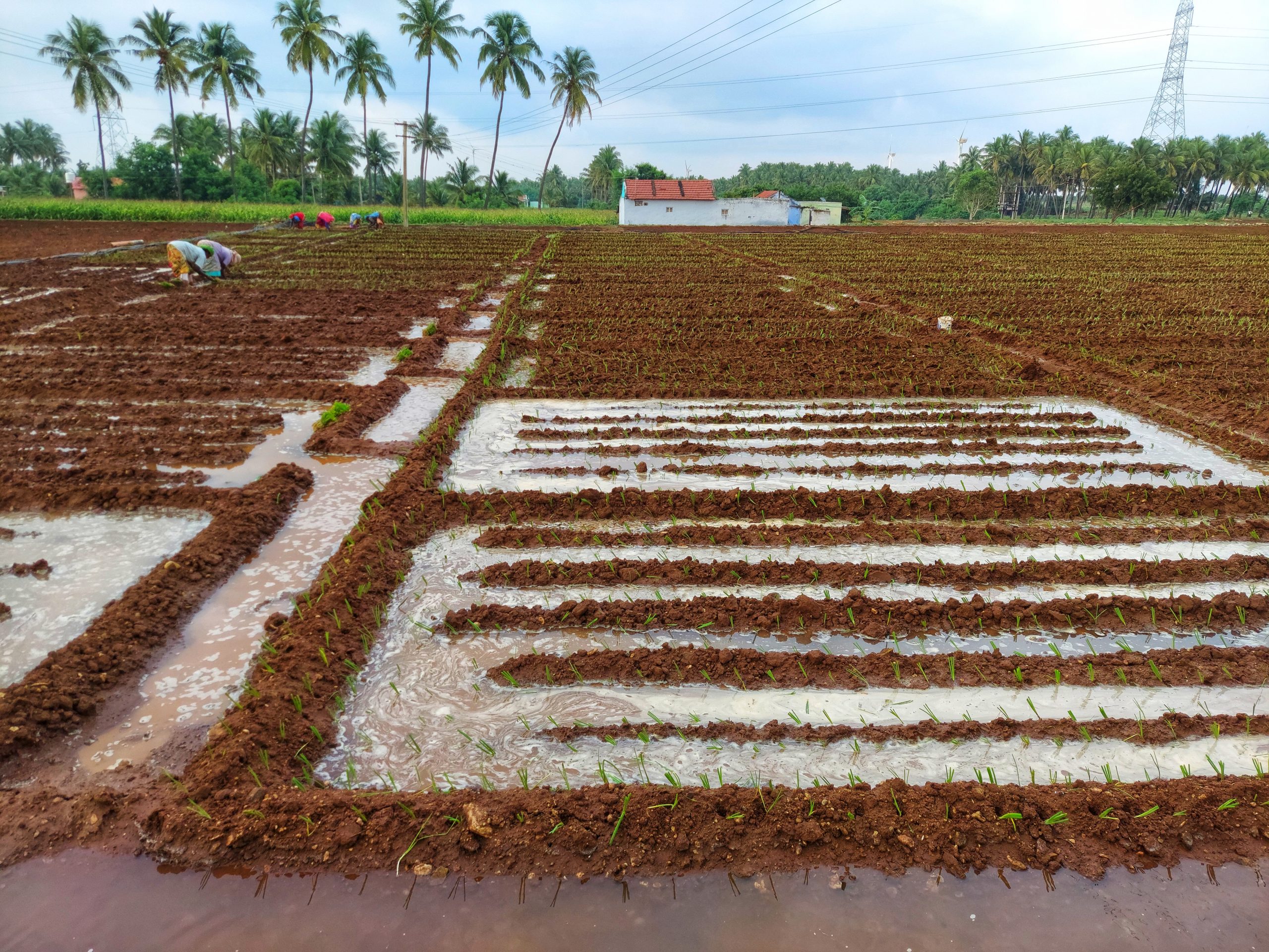 Farmers in the field