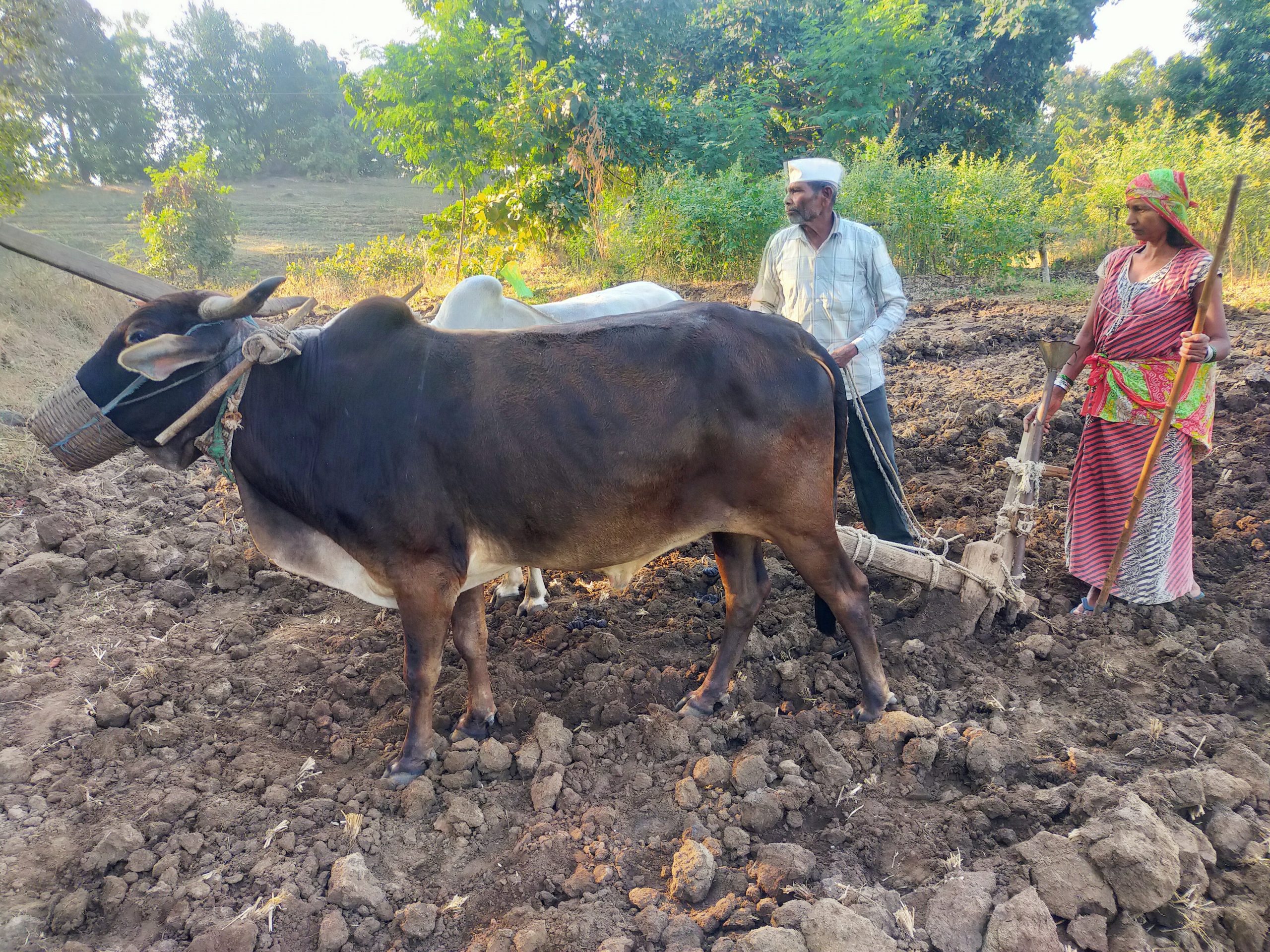 Farmers plough with oxen