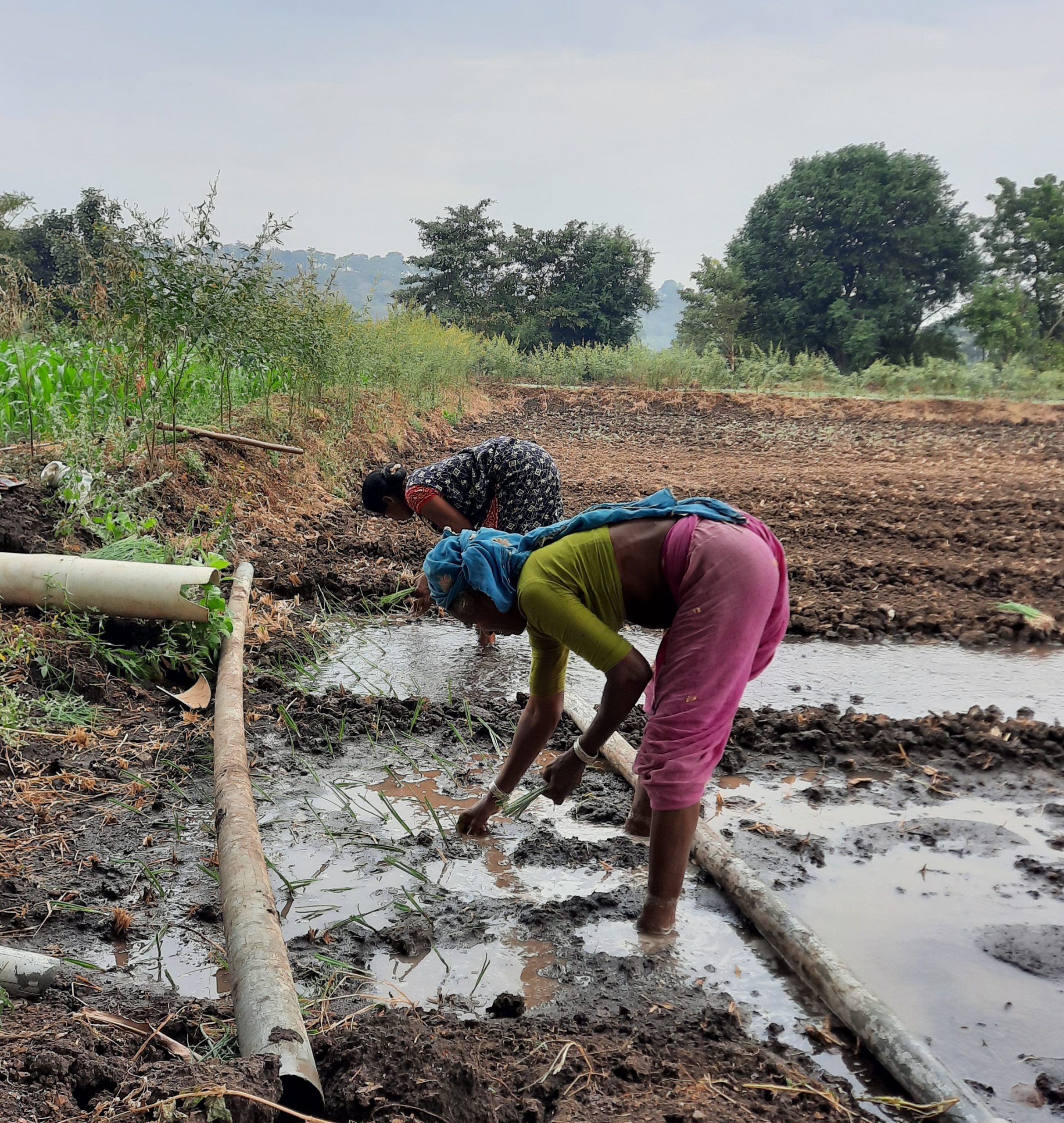 farmers working in the field