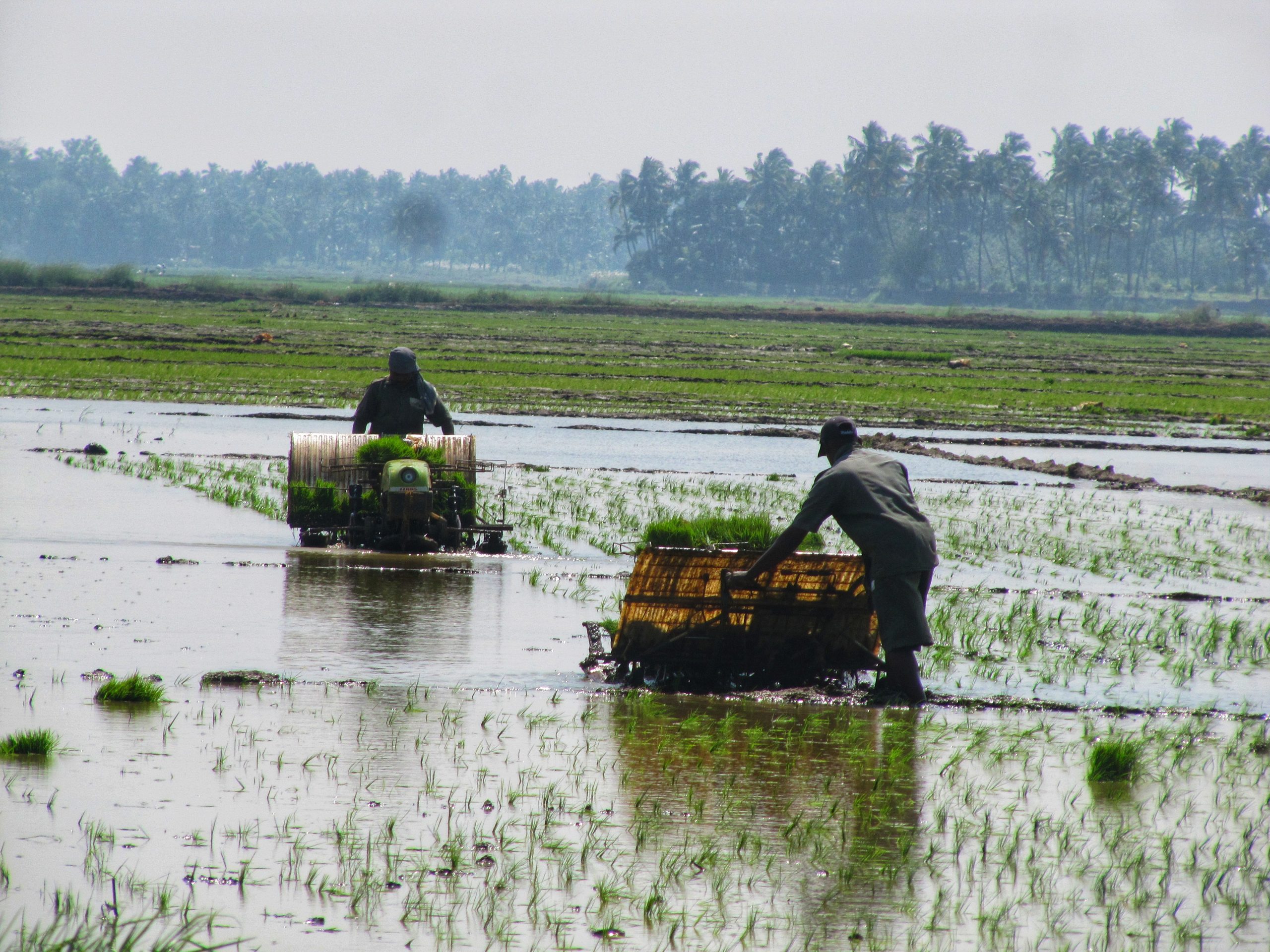 Farmers with machine in paddy fields