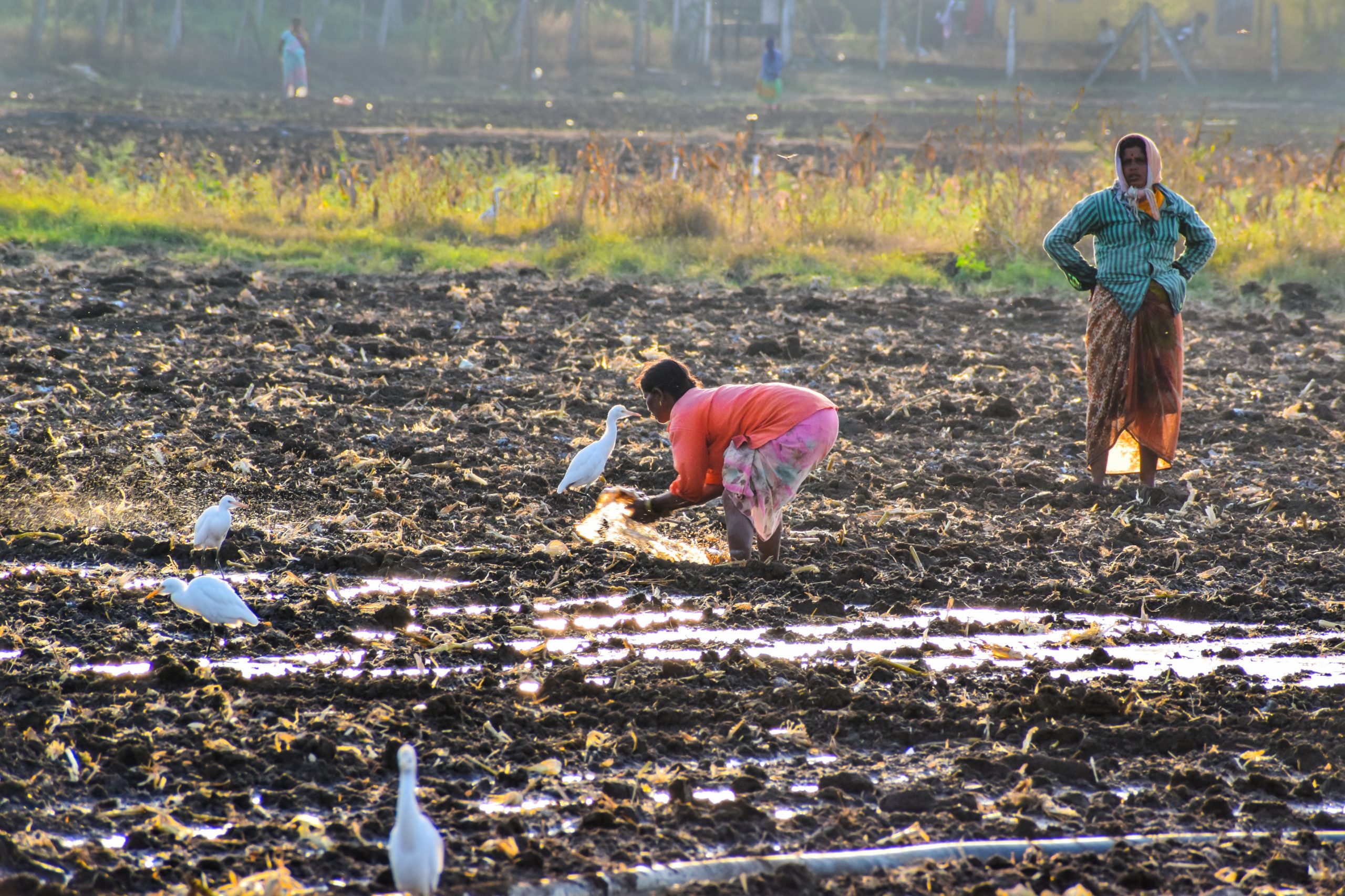 Farmers working in a field