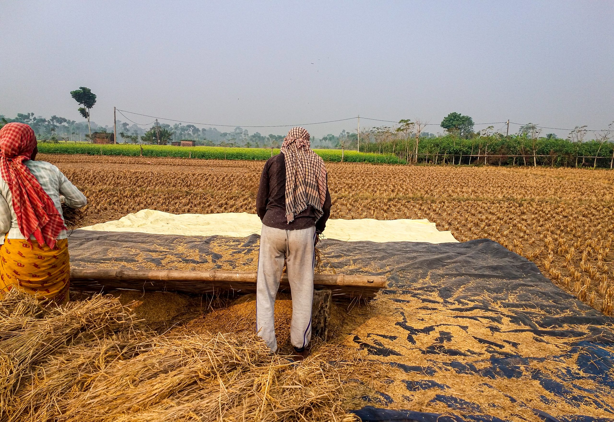 Farmers working in fields