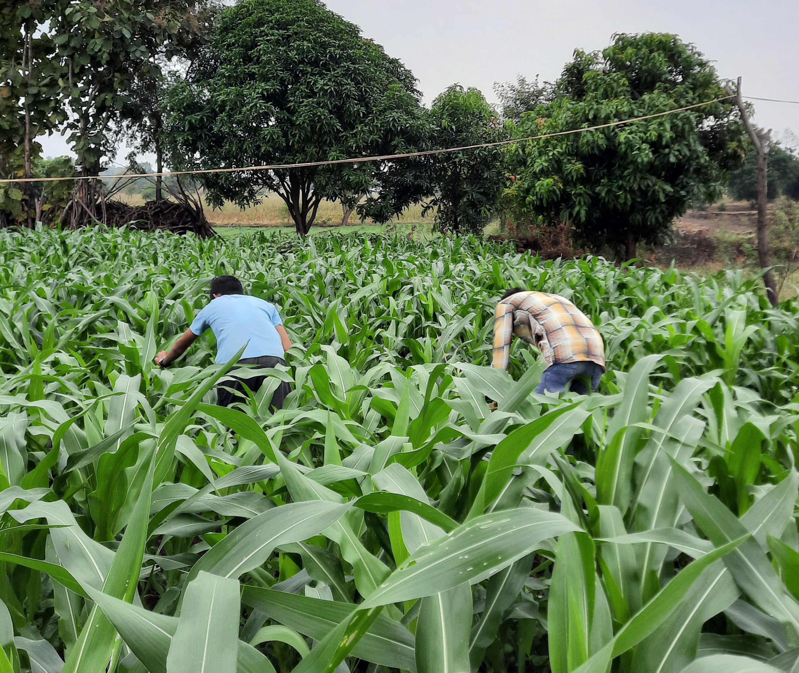 farmers working in the field