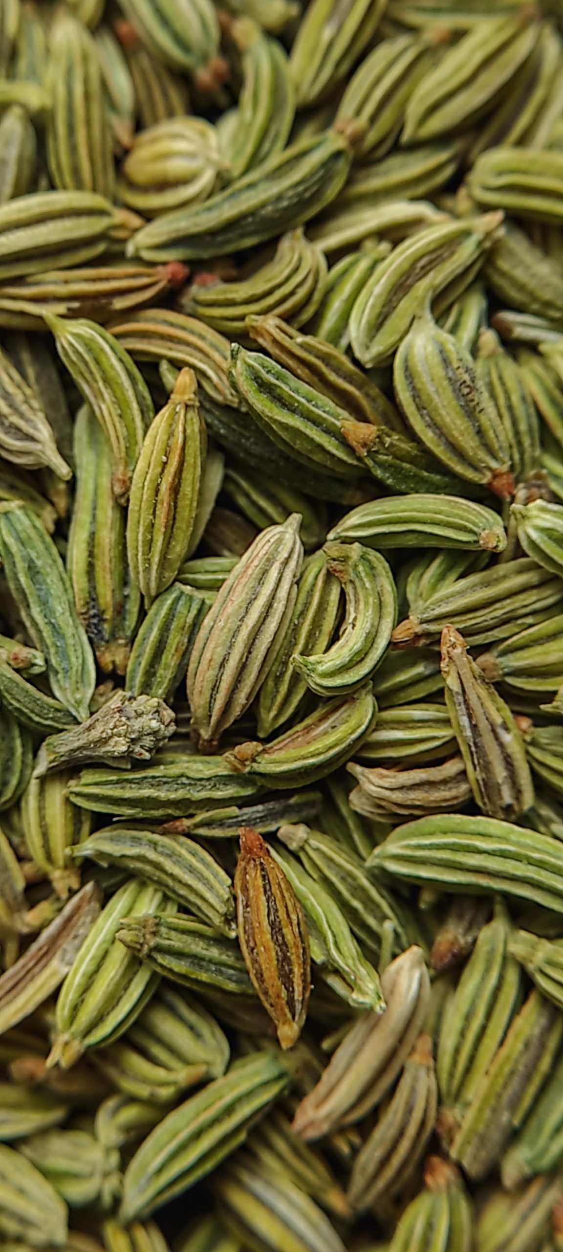 fennel seeds close up