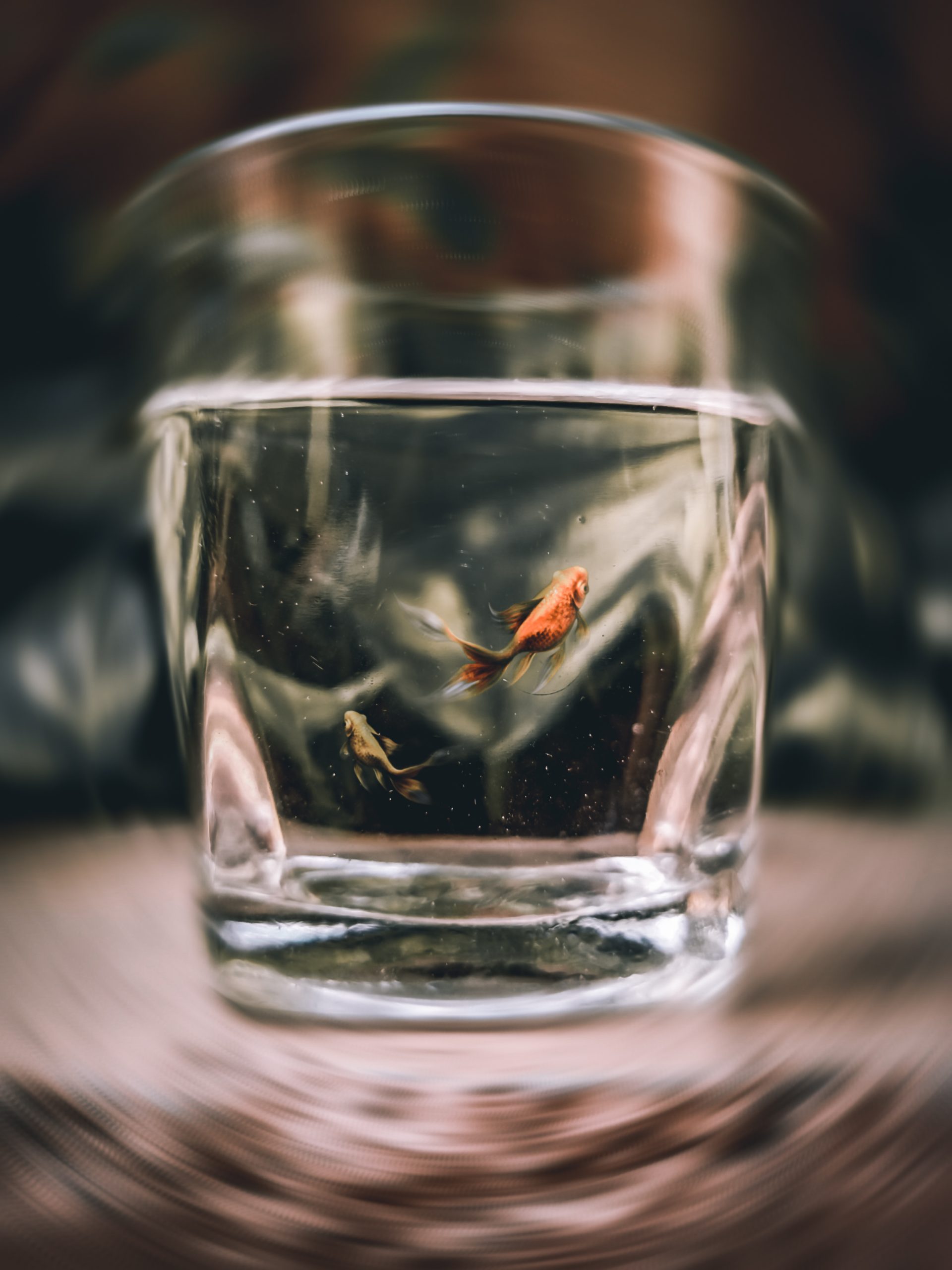 Fish in glass