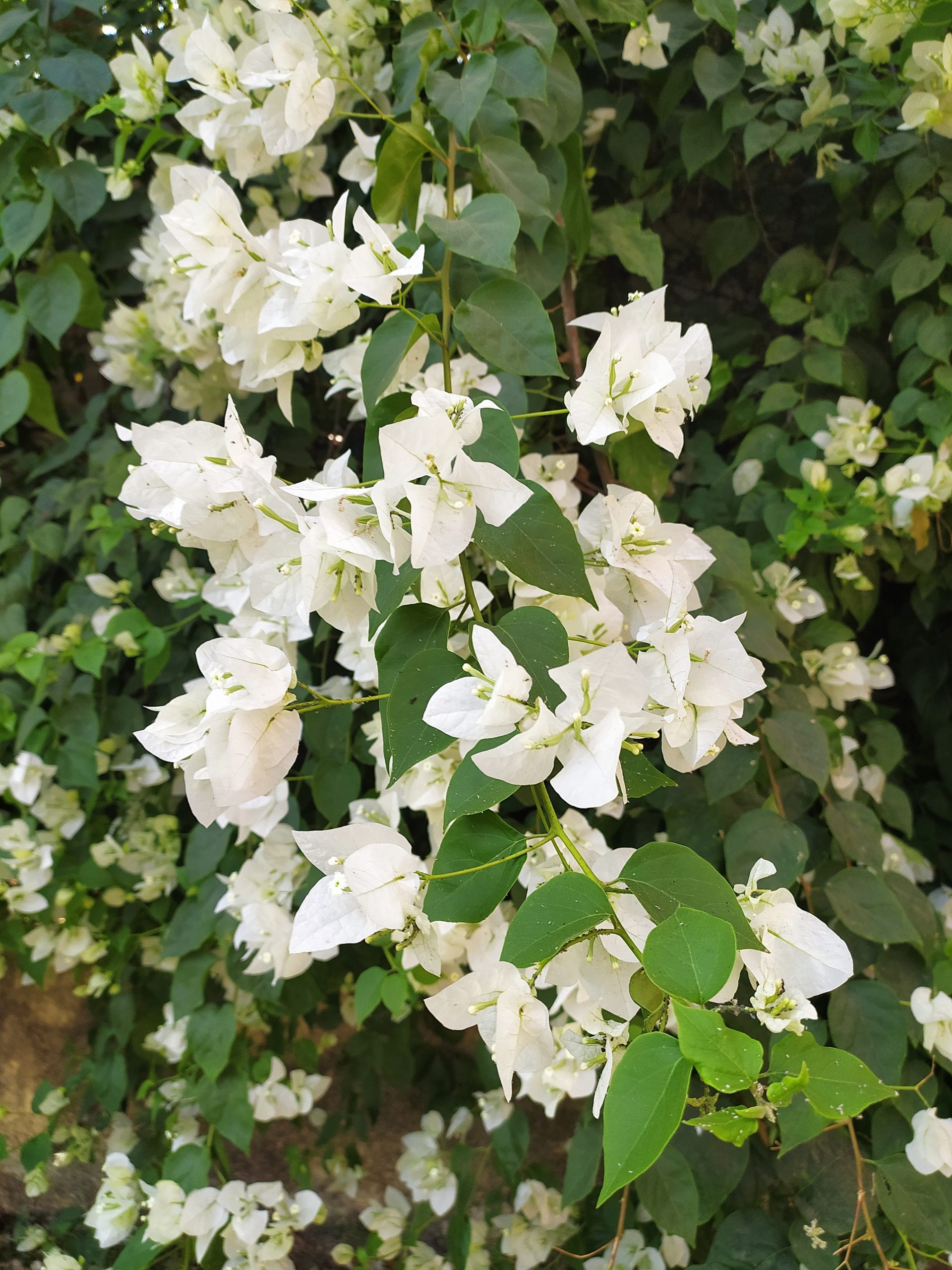 White flowers plant
