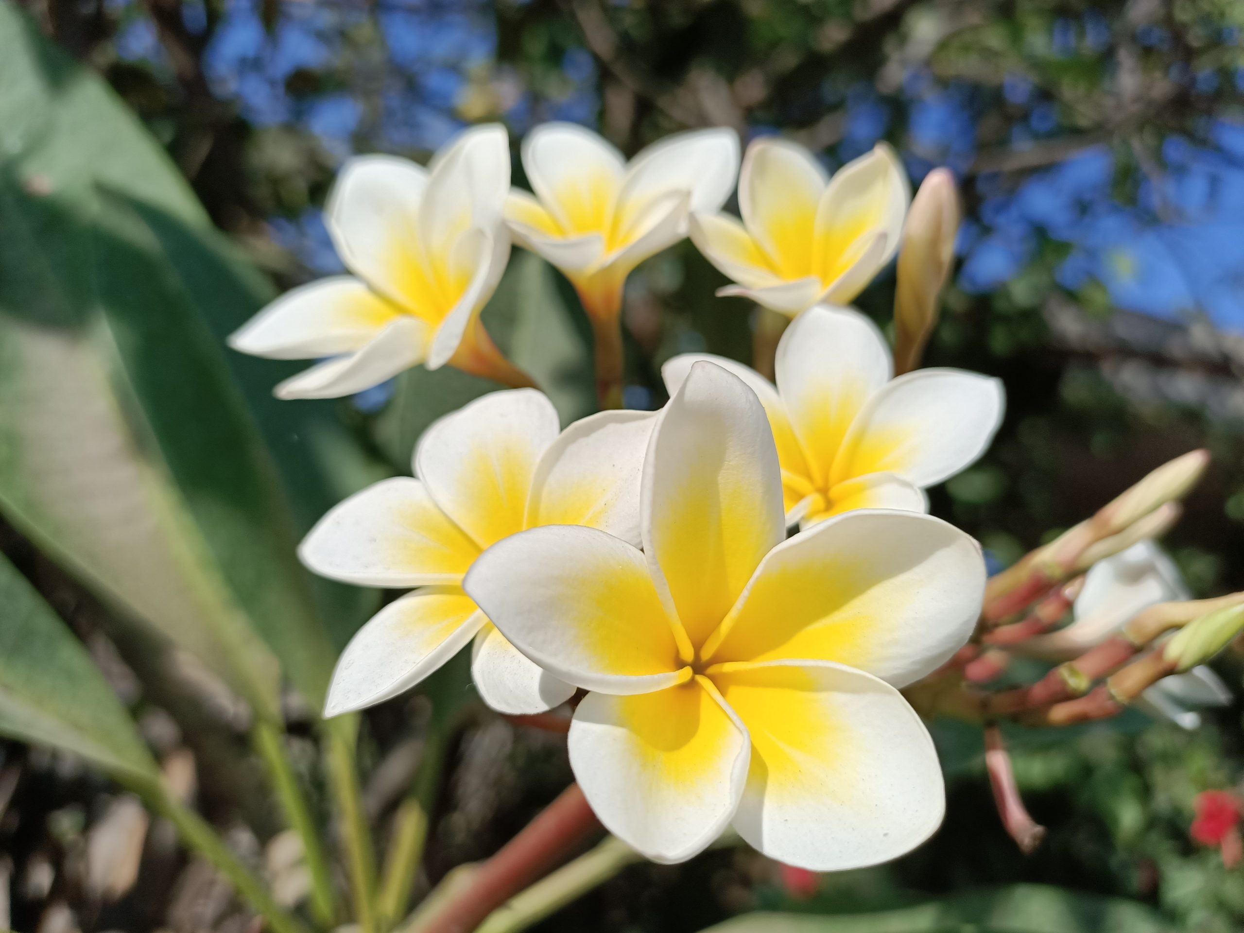 Flowering plant