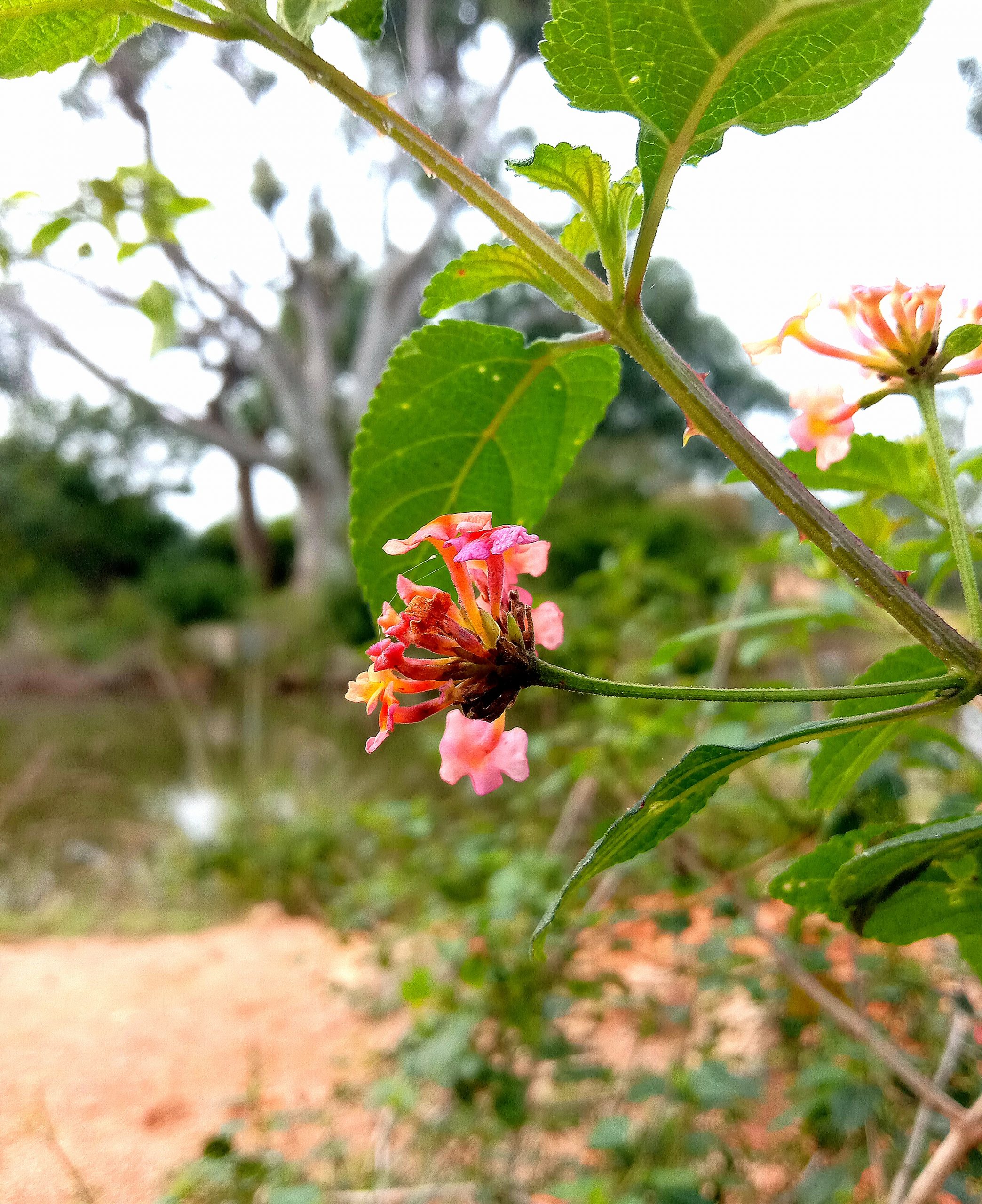 Flowering plant