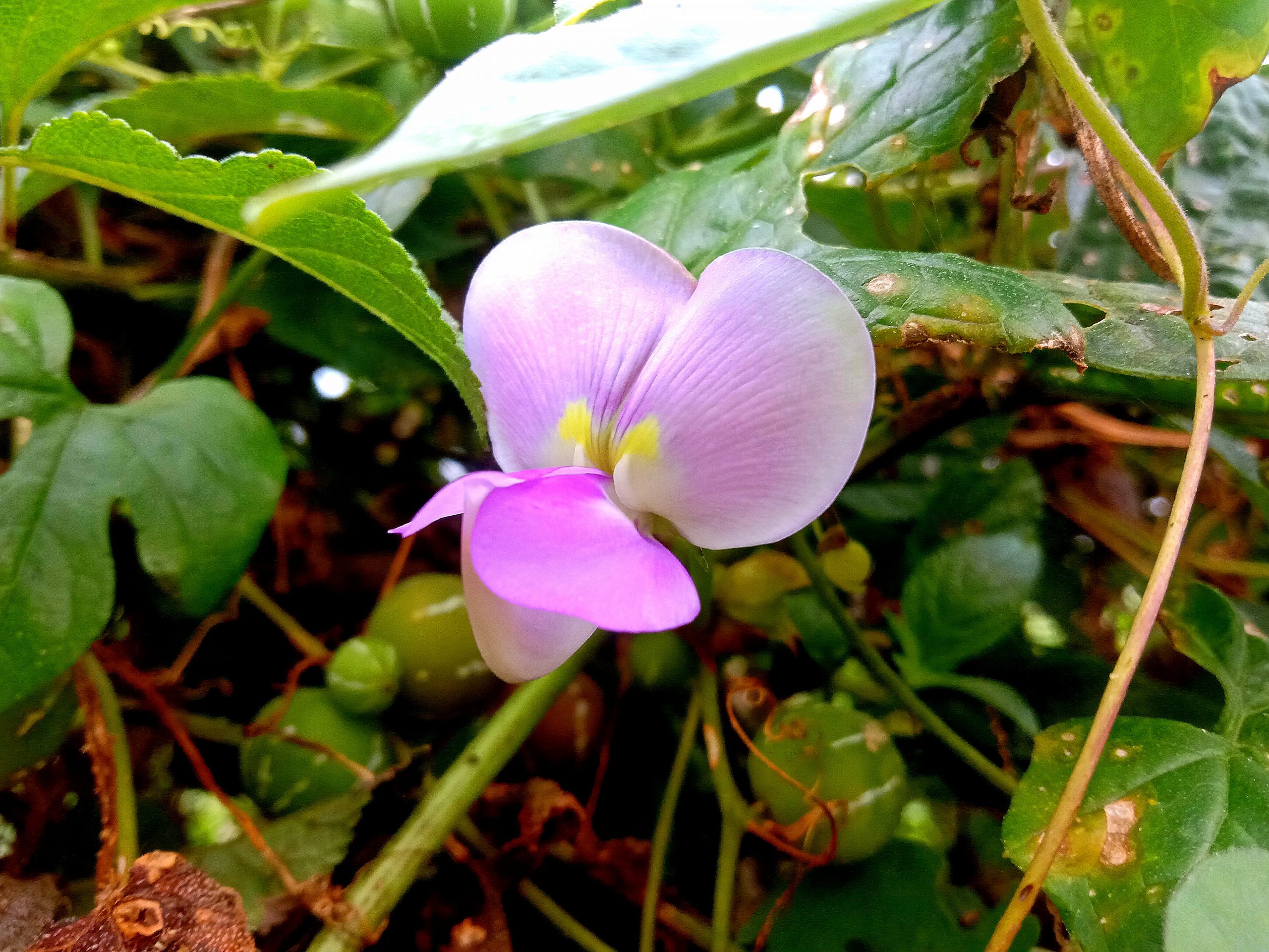 Flowering plant