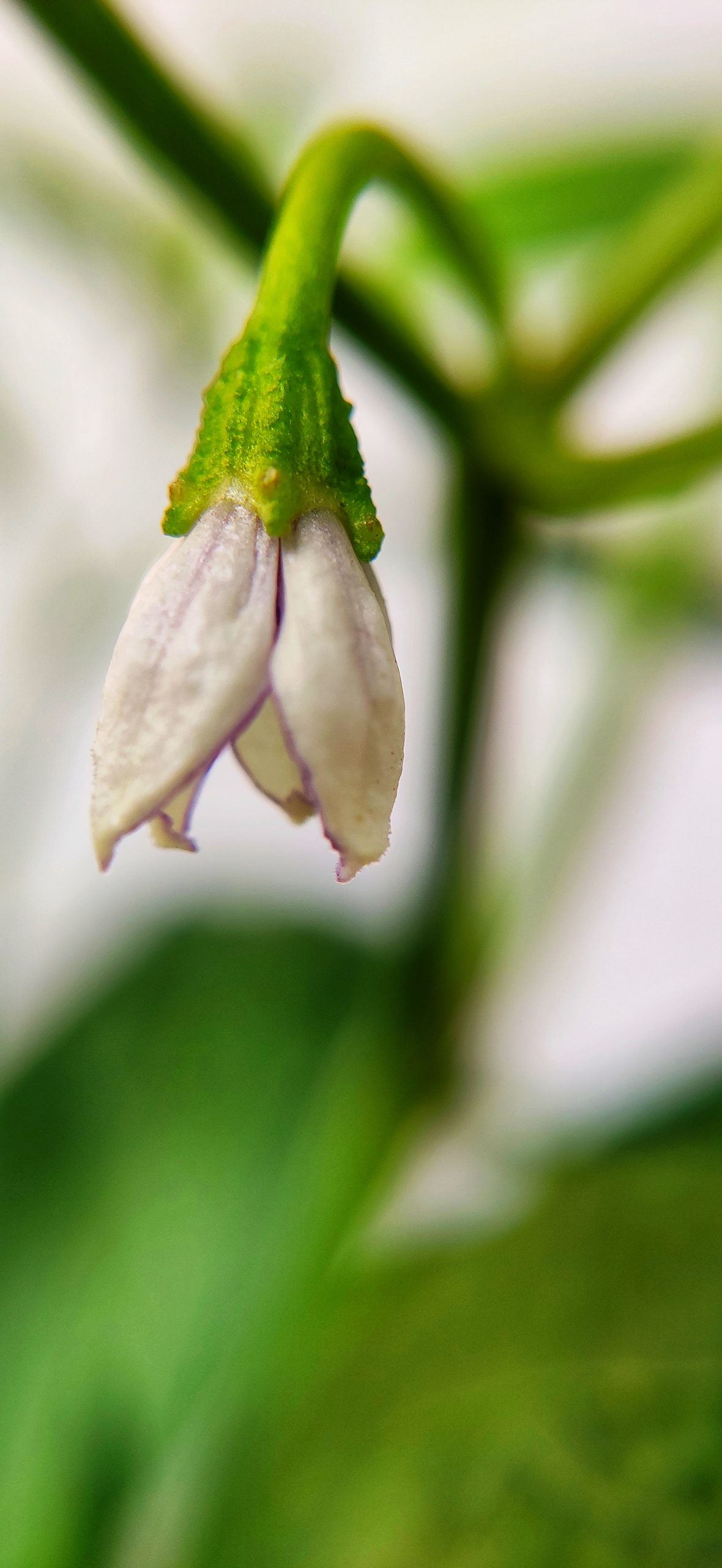 Flowering plant