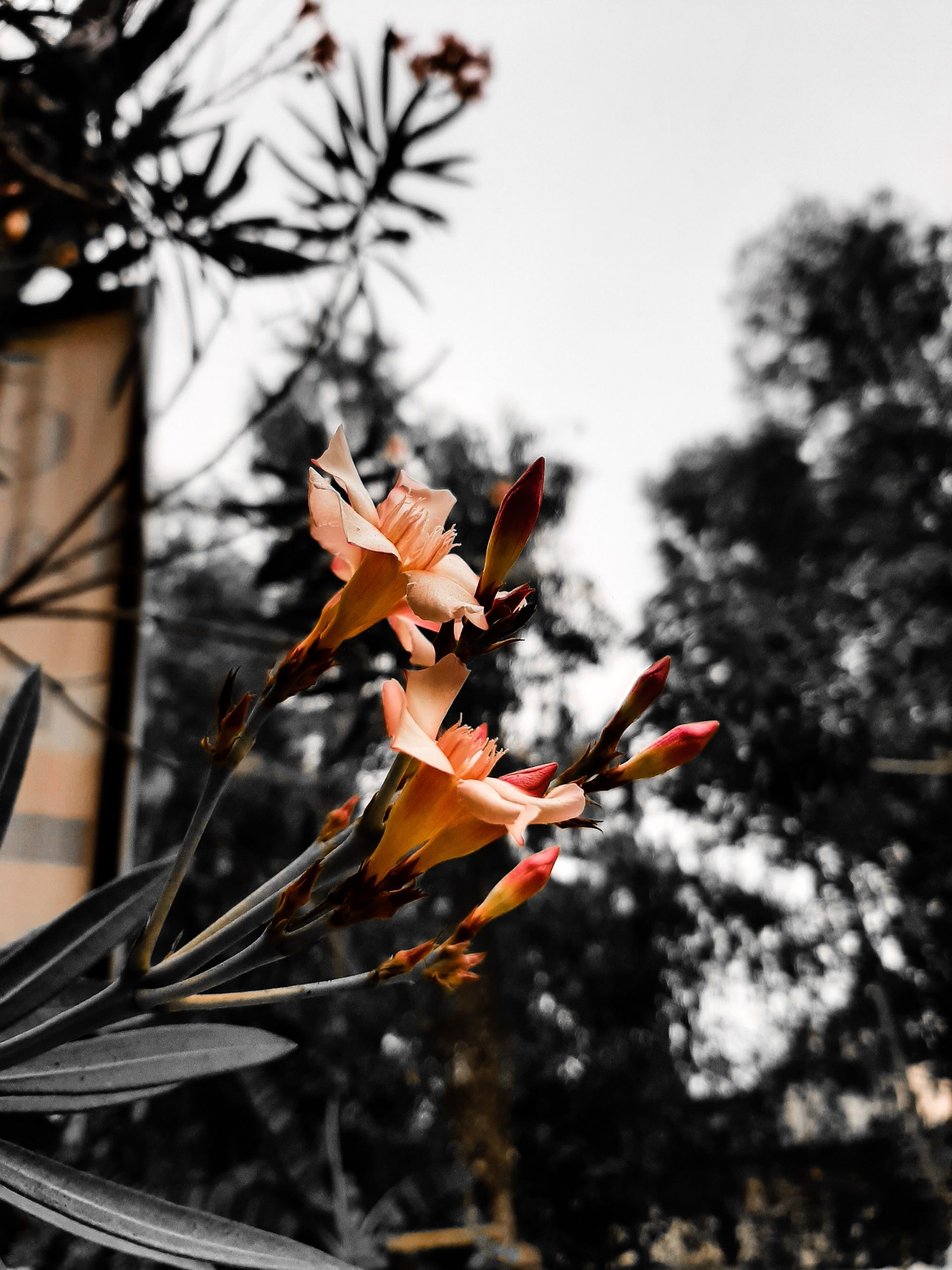 Flowering plant