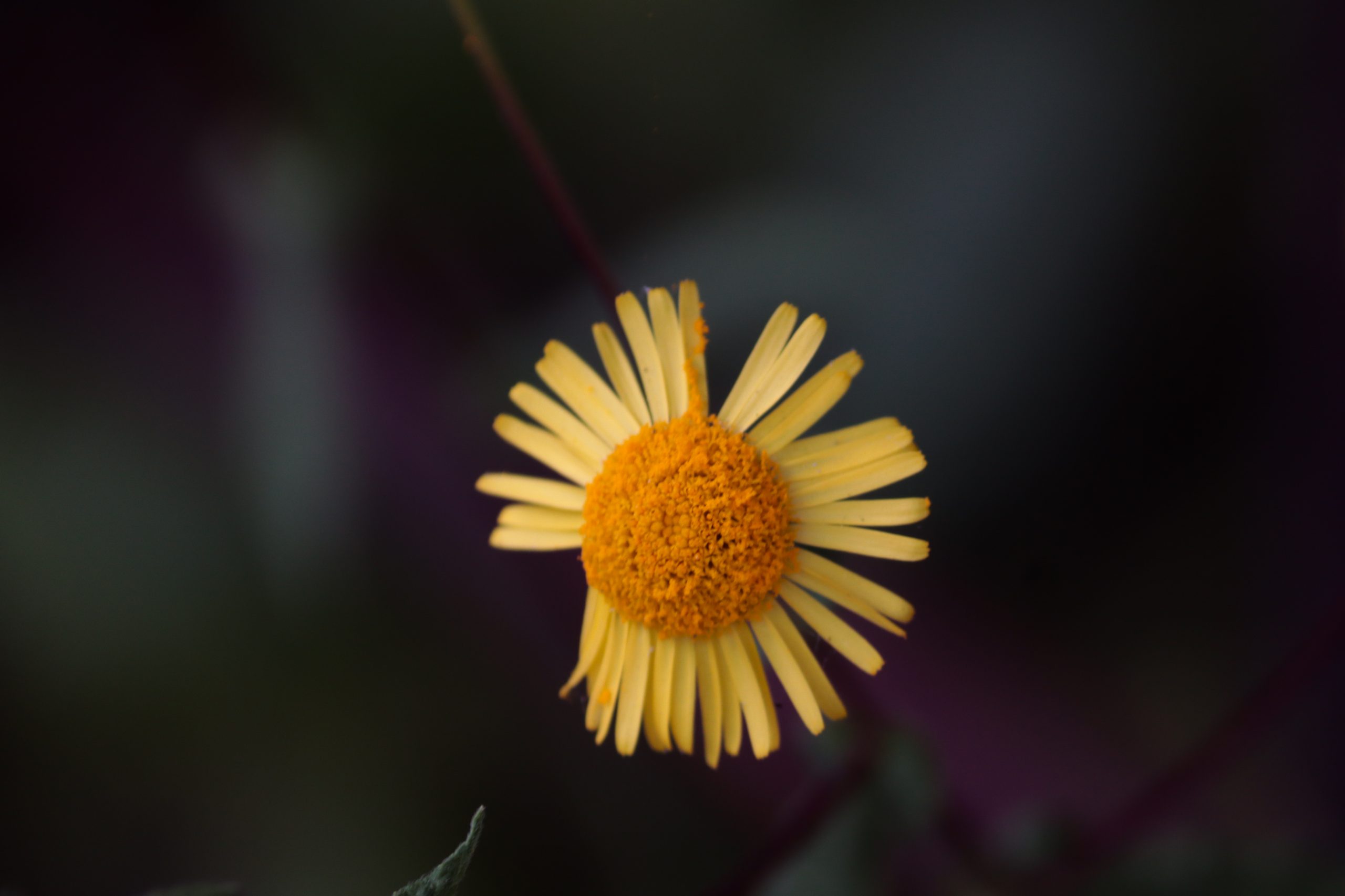 Snapshot of yellow flower