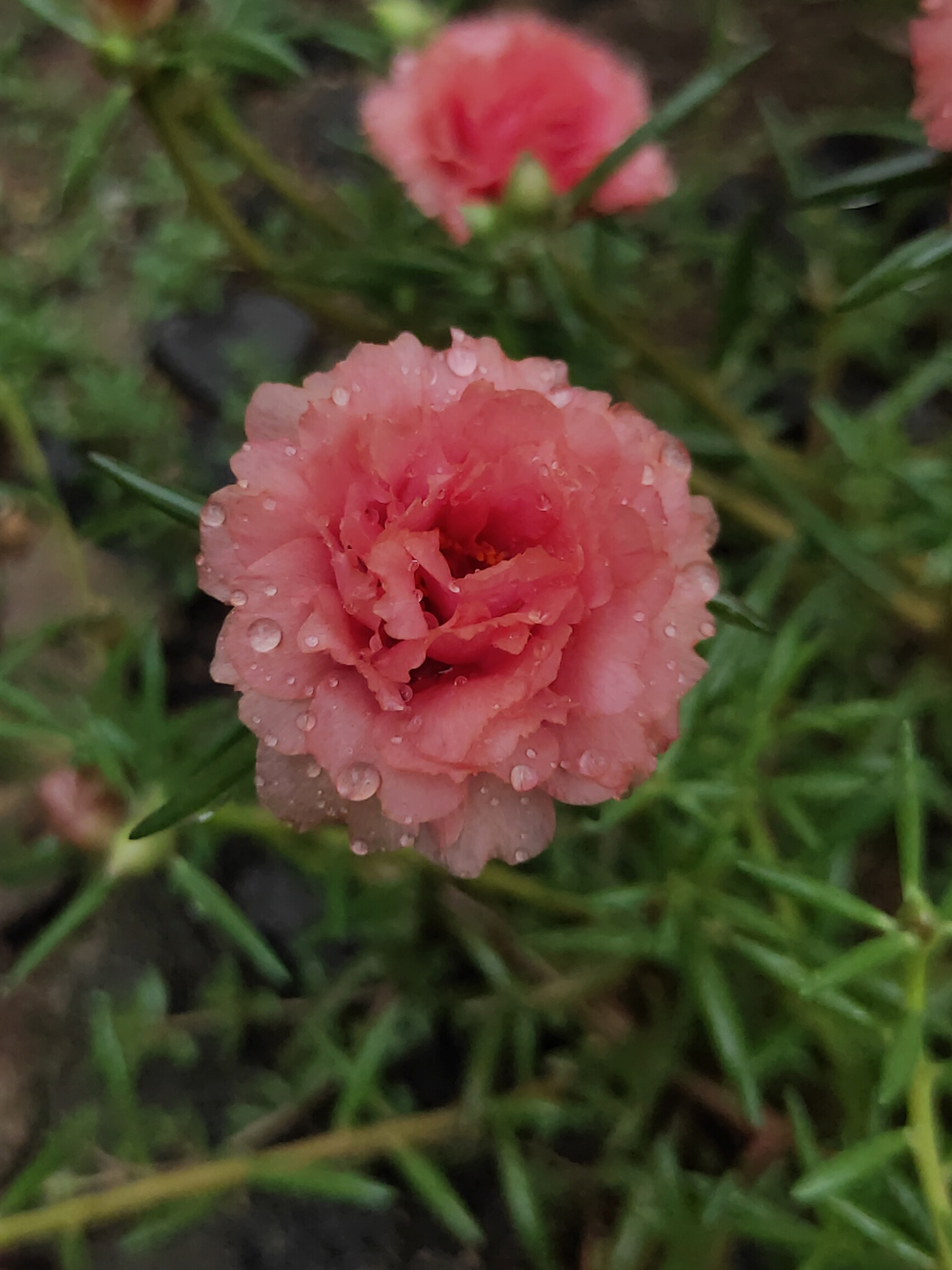 Water drops on Flower