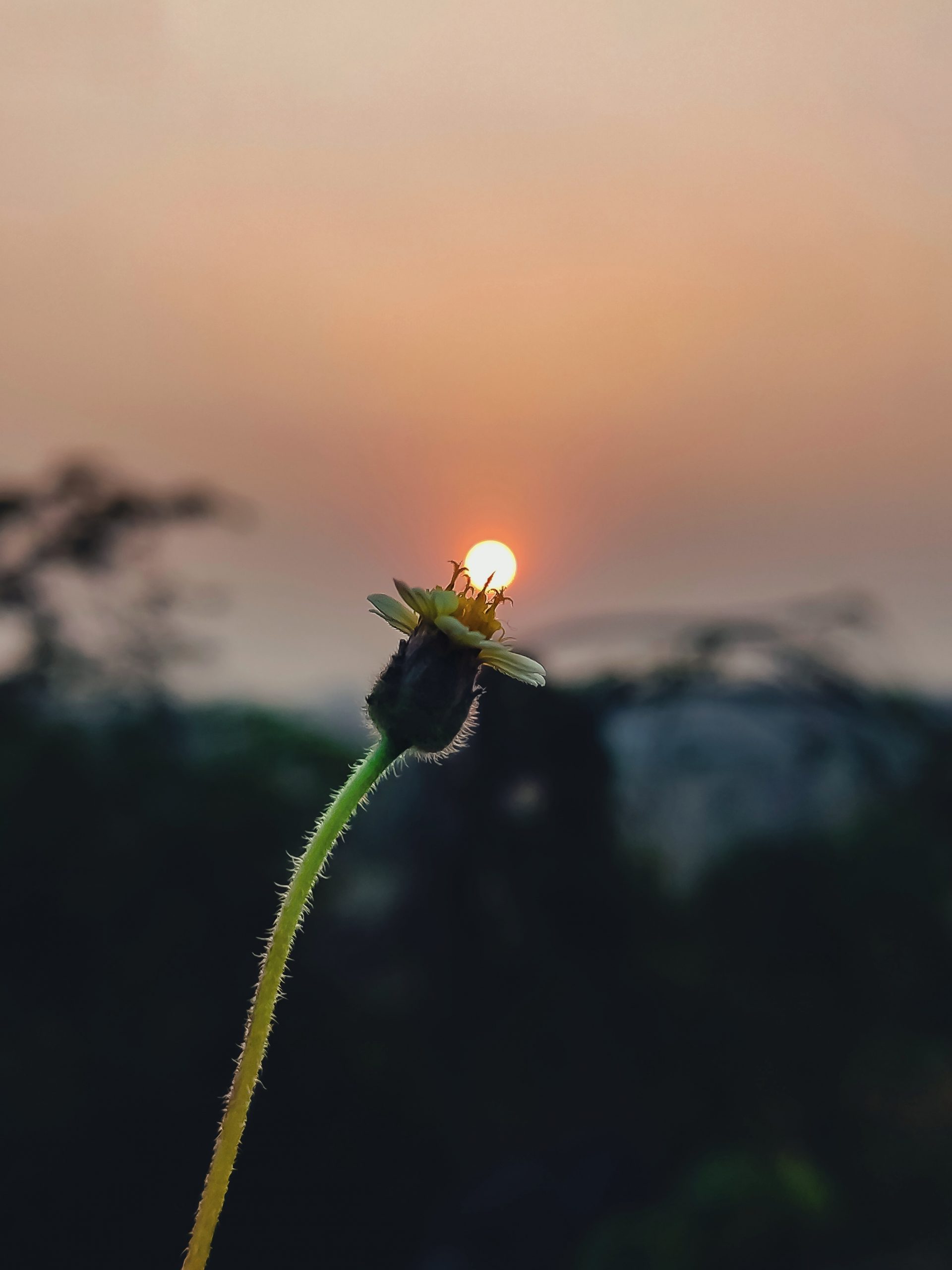 Flower and sunset