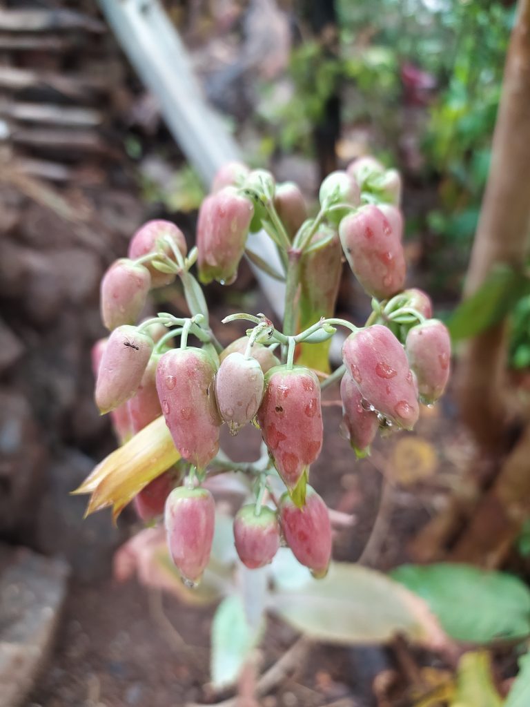 Flower buds of a plant PixaHive