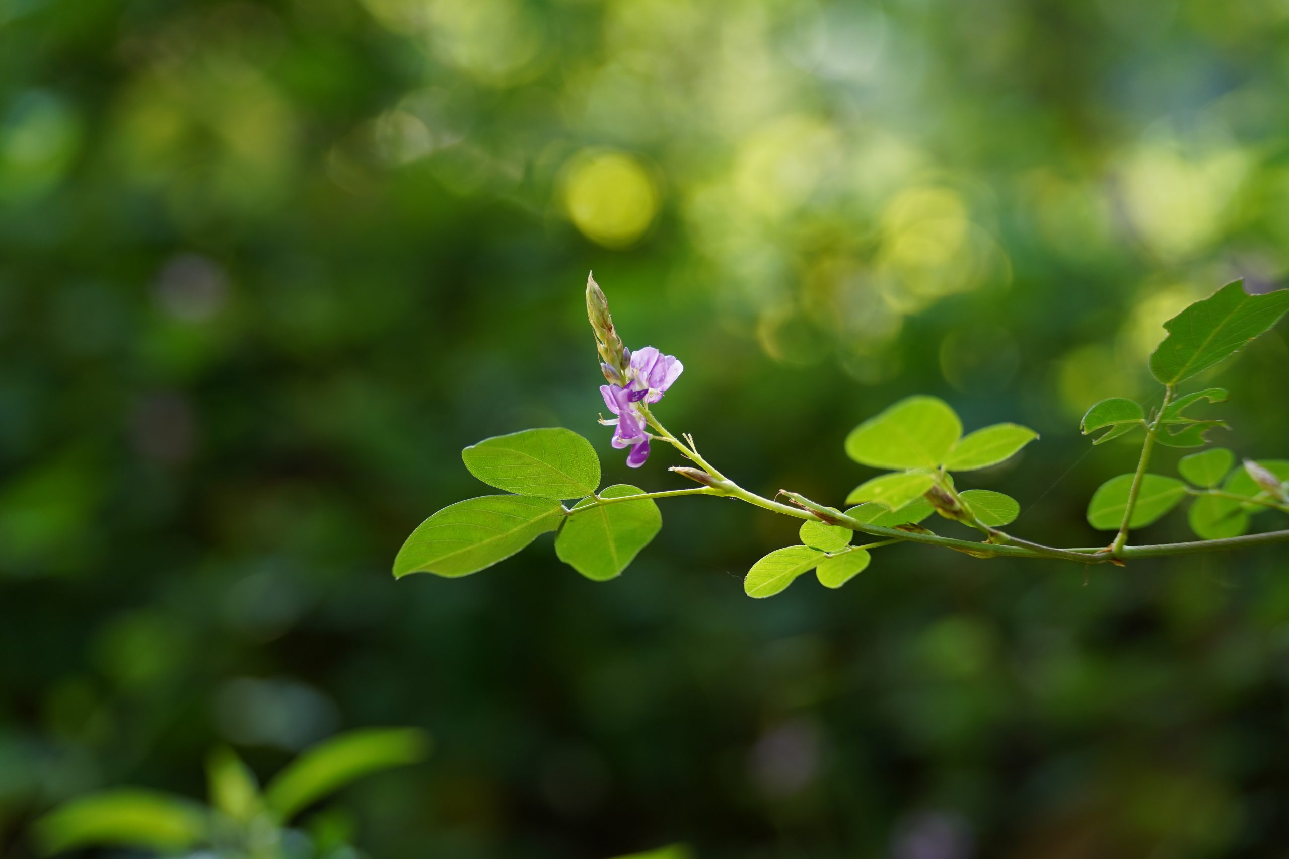 Flower on a branch