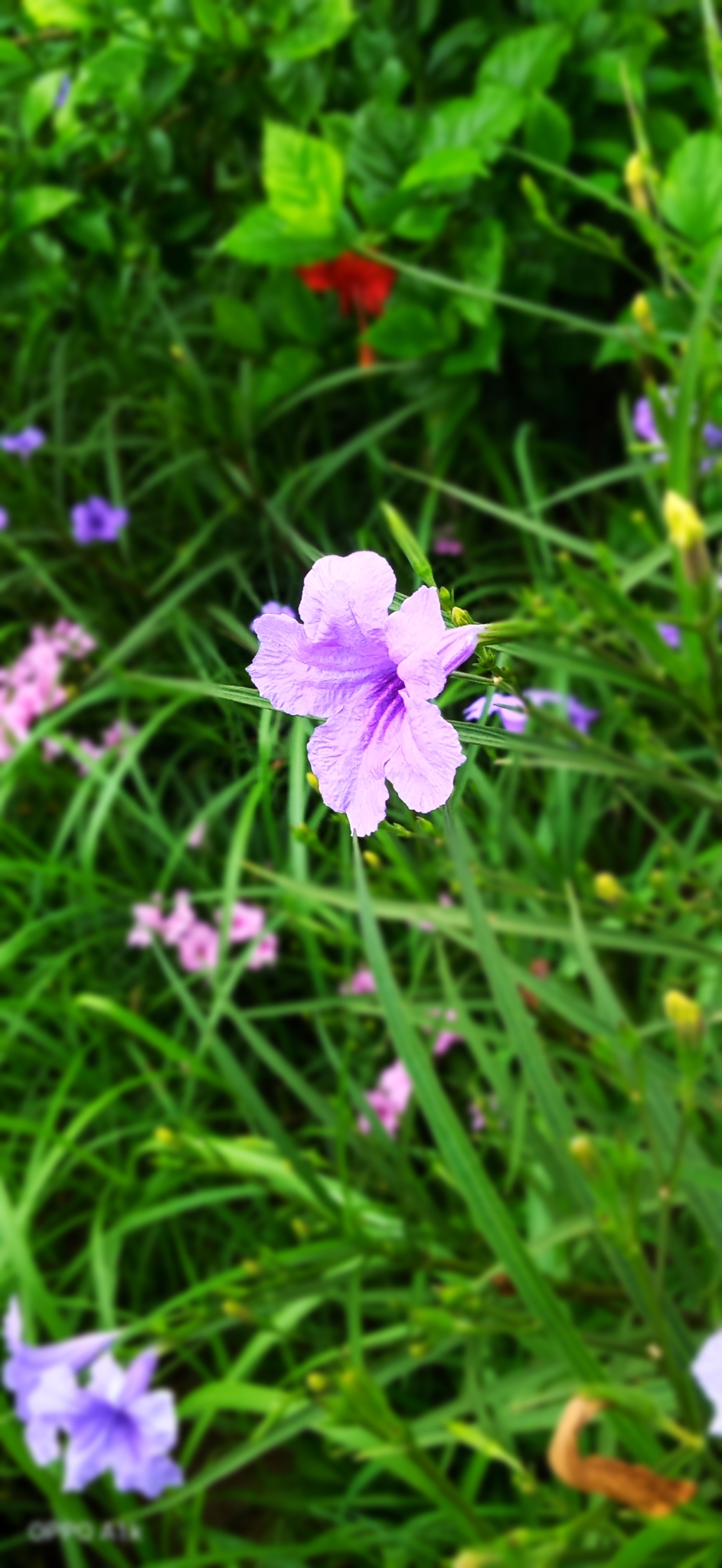 Flowering plant