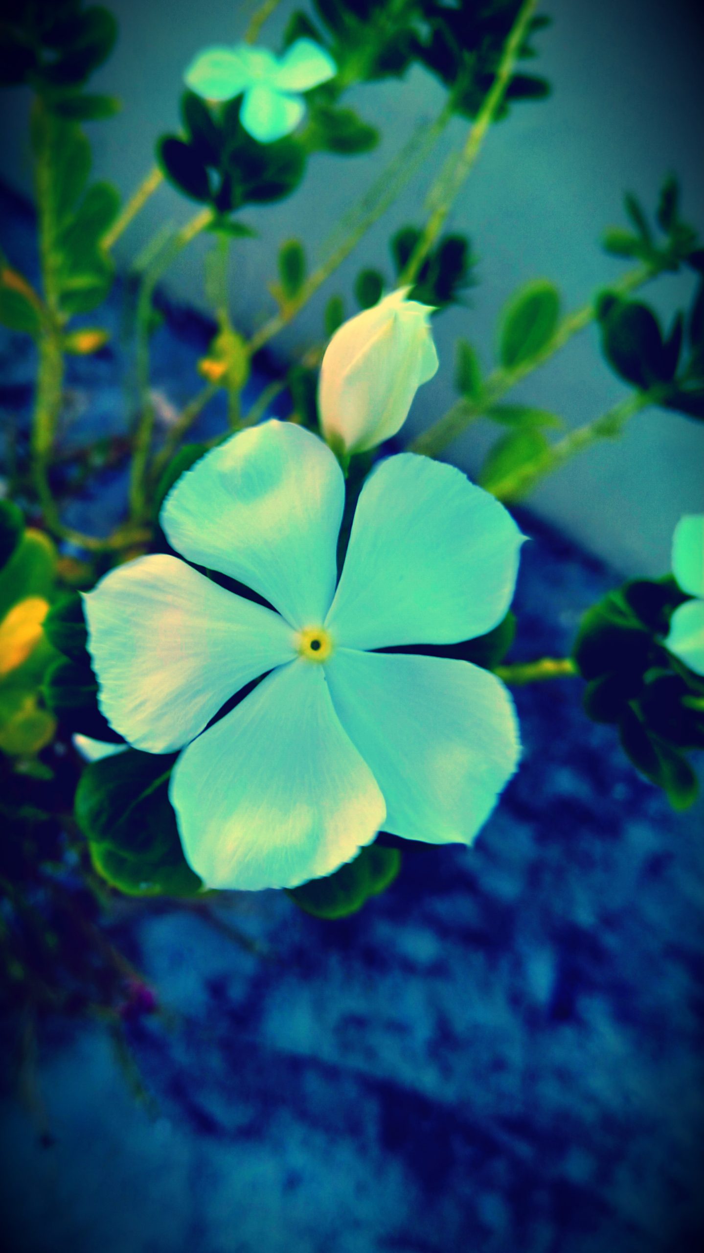 Flowering plant