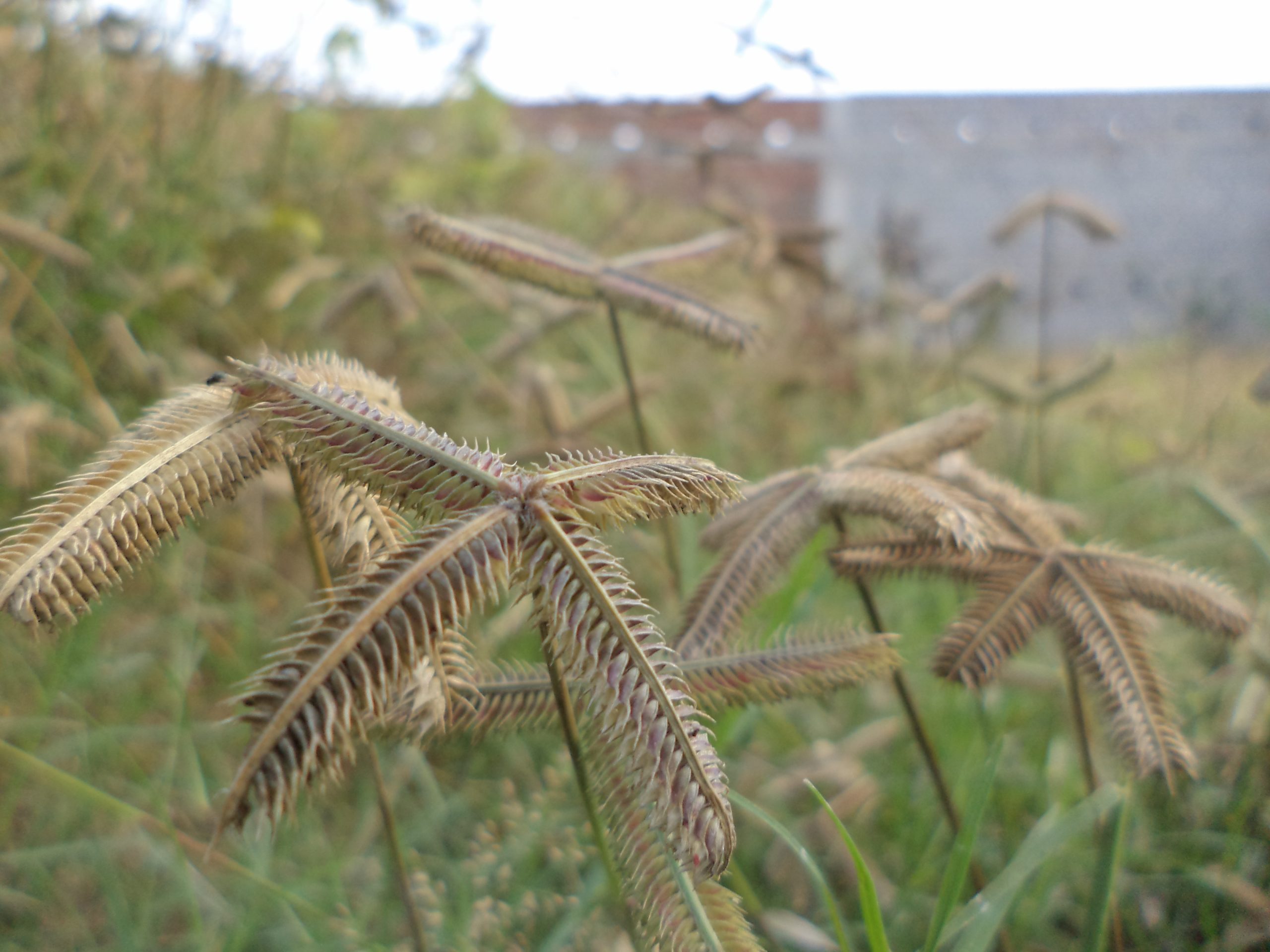 Seeds of grass