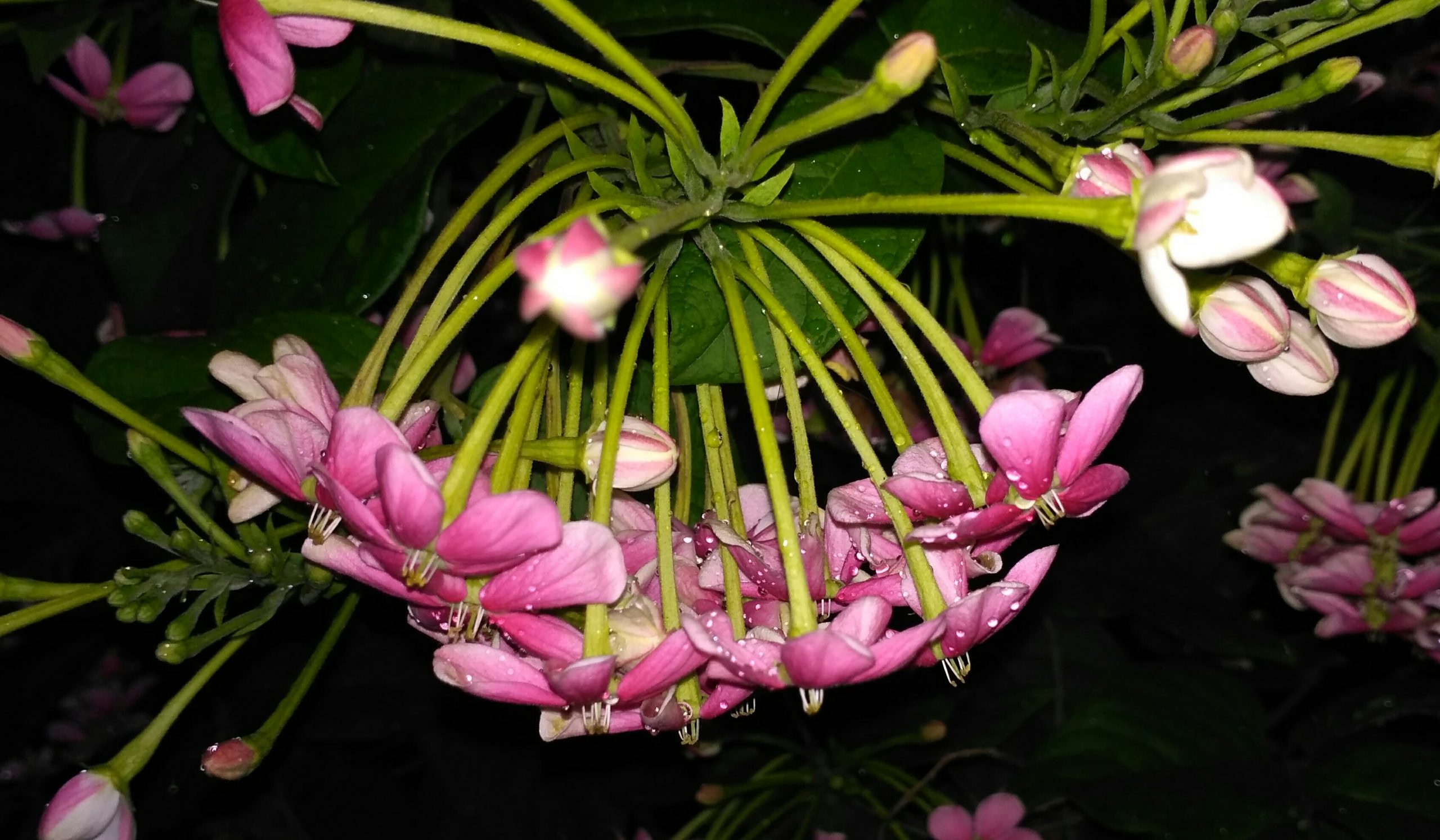 Flowering plant