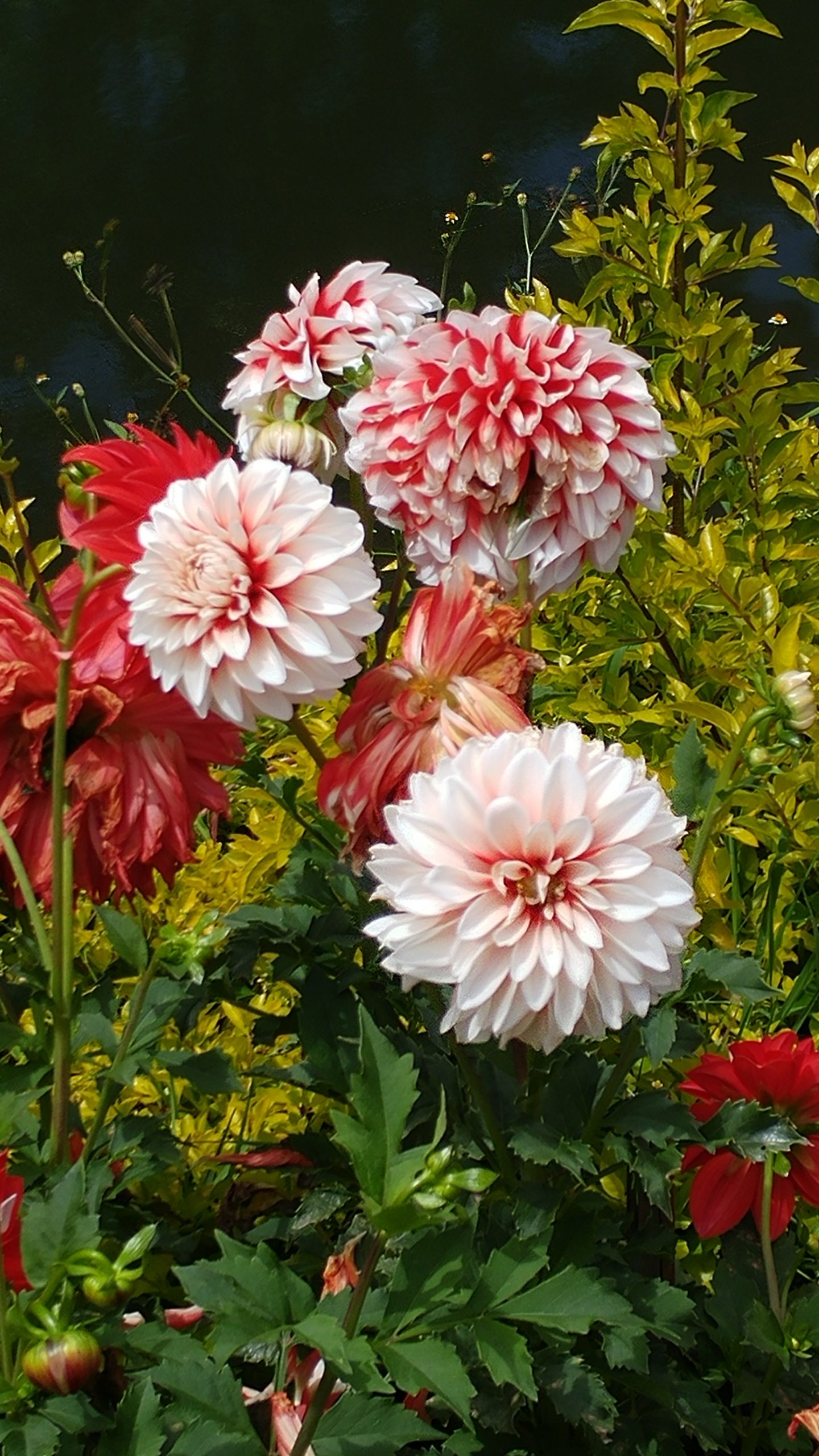 Flowers in a garden