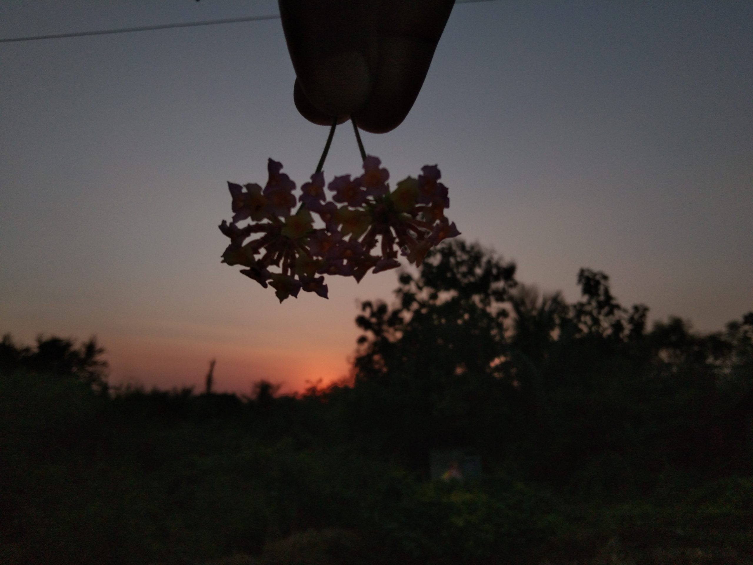 Flower in hand