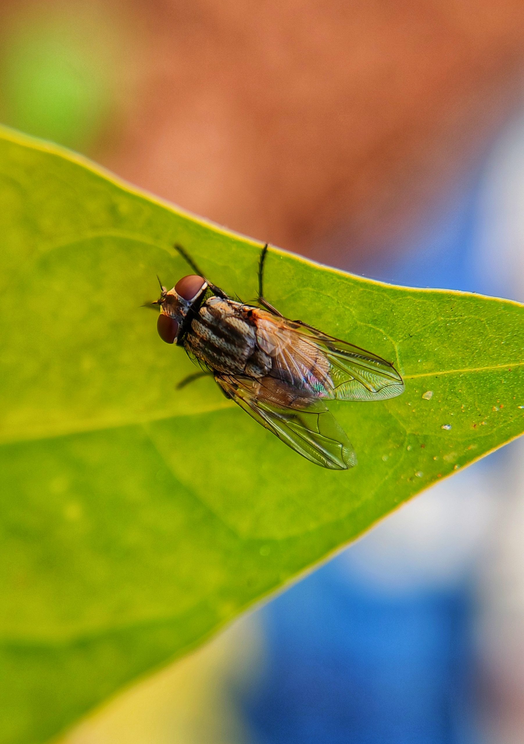 fly on a leaf