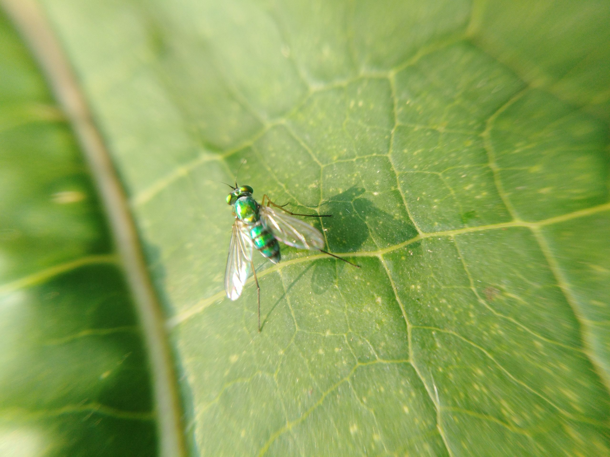 A fly on a leaf