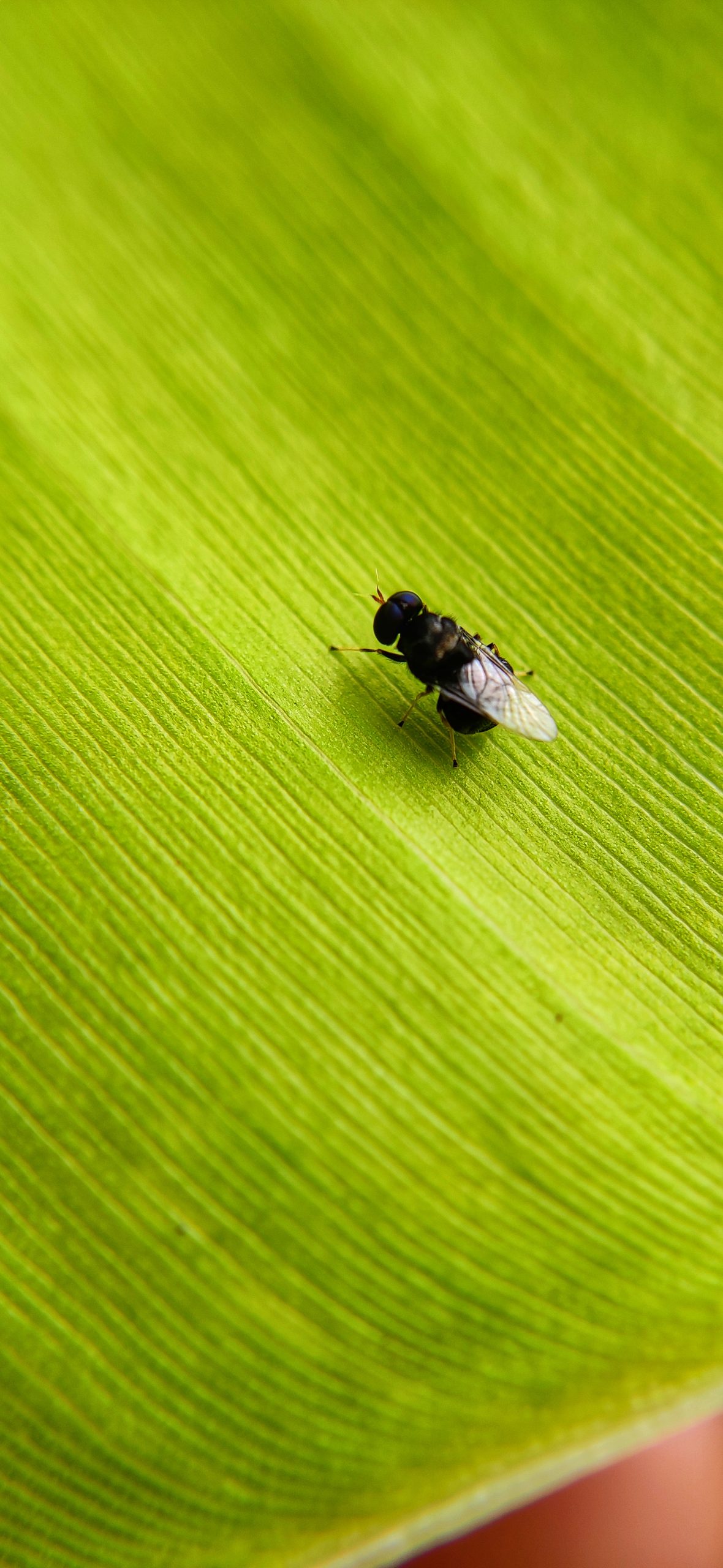 fly on a leaf