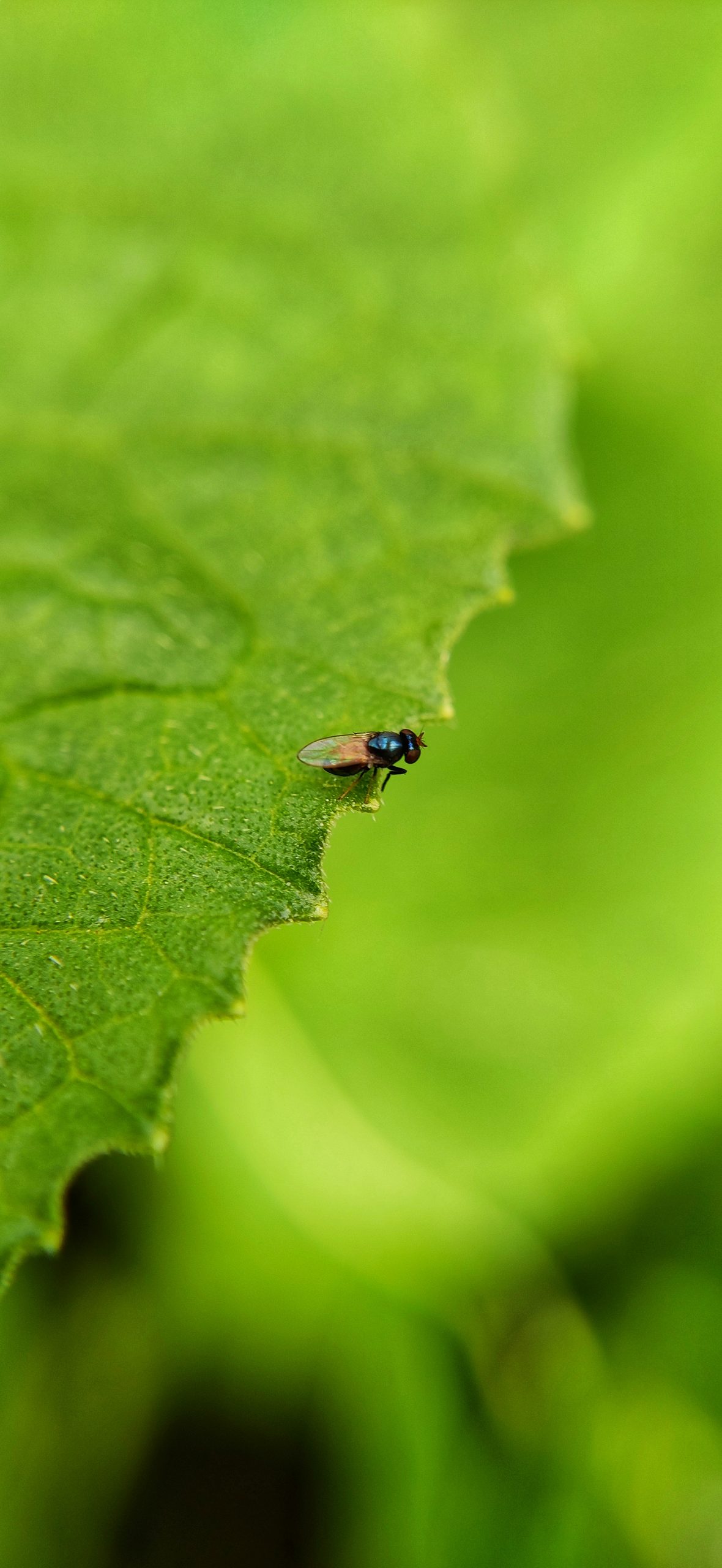 Housefly on leaf