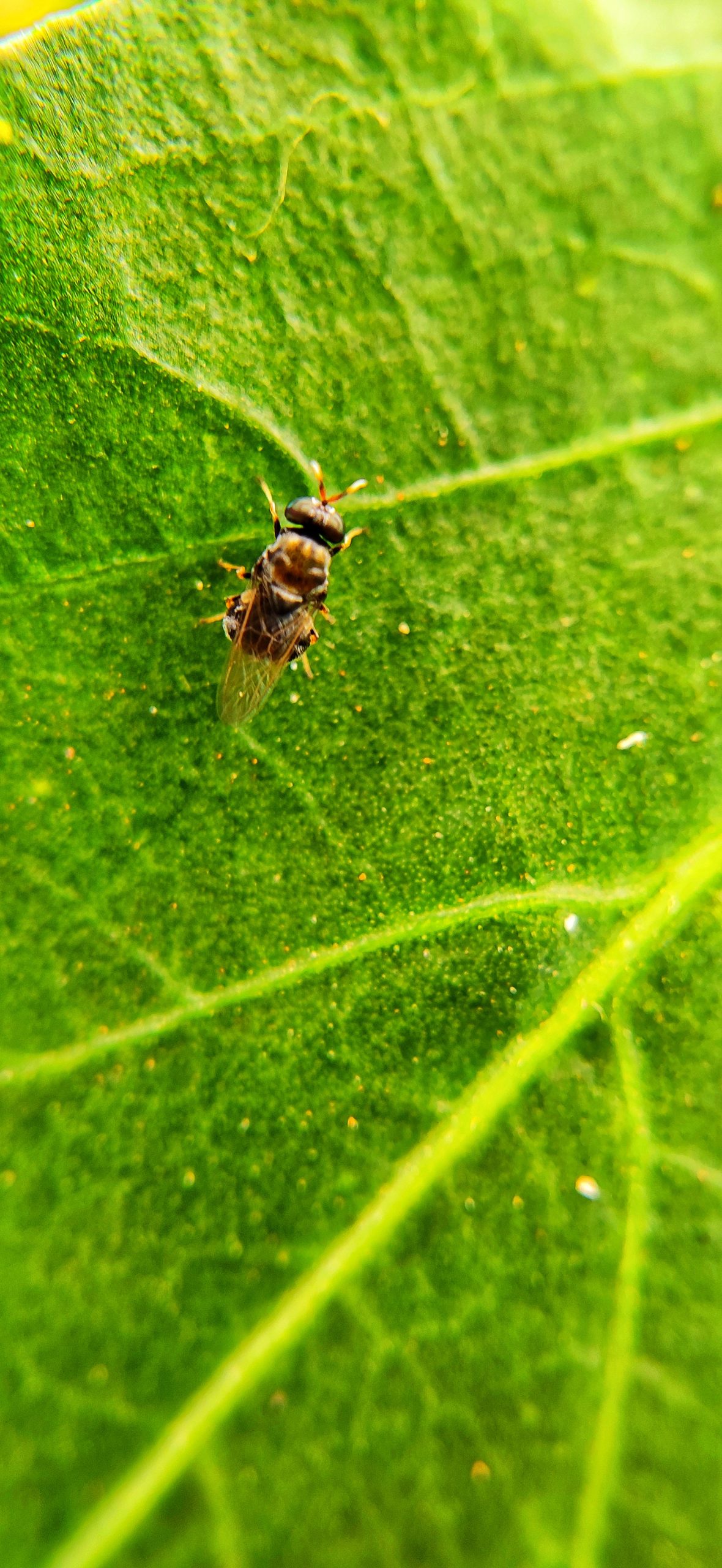 Housefly on leaf