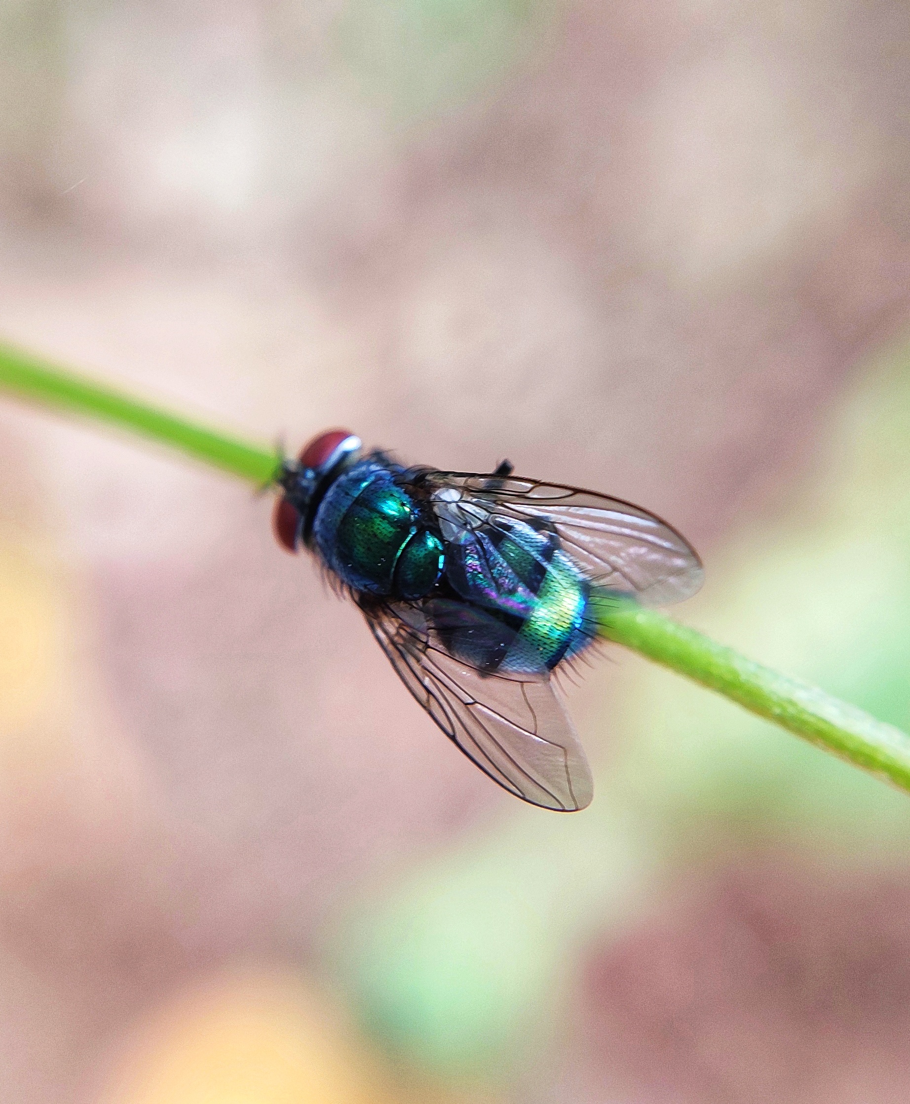 Housefly