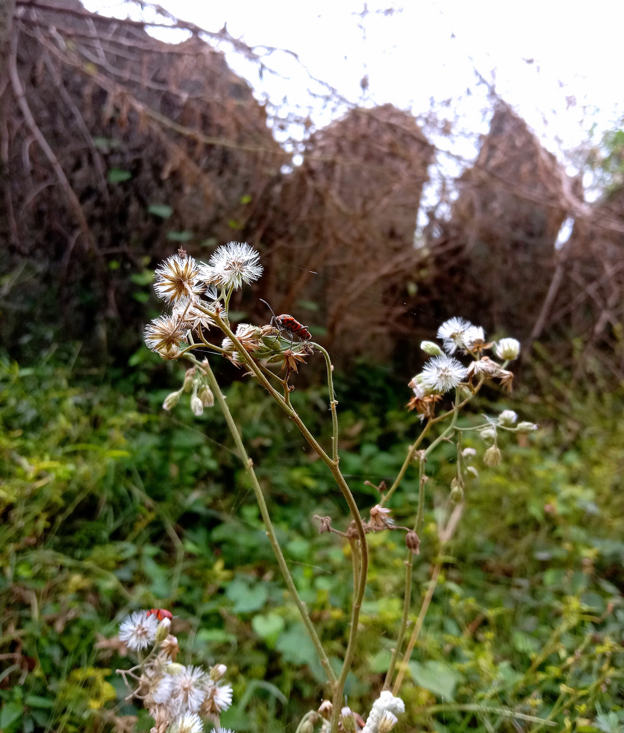 Flowering plant