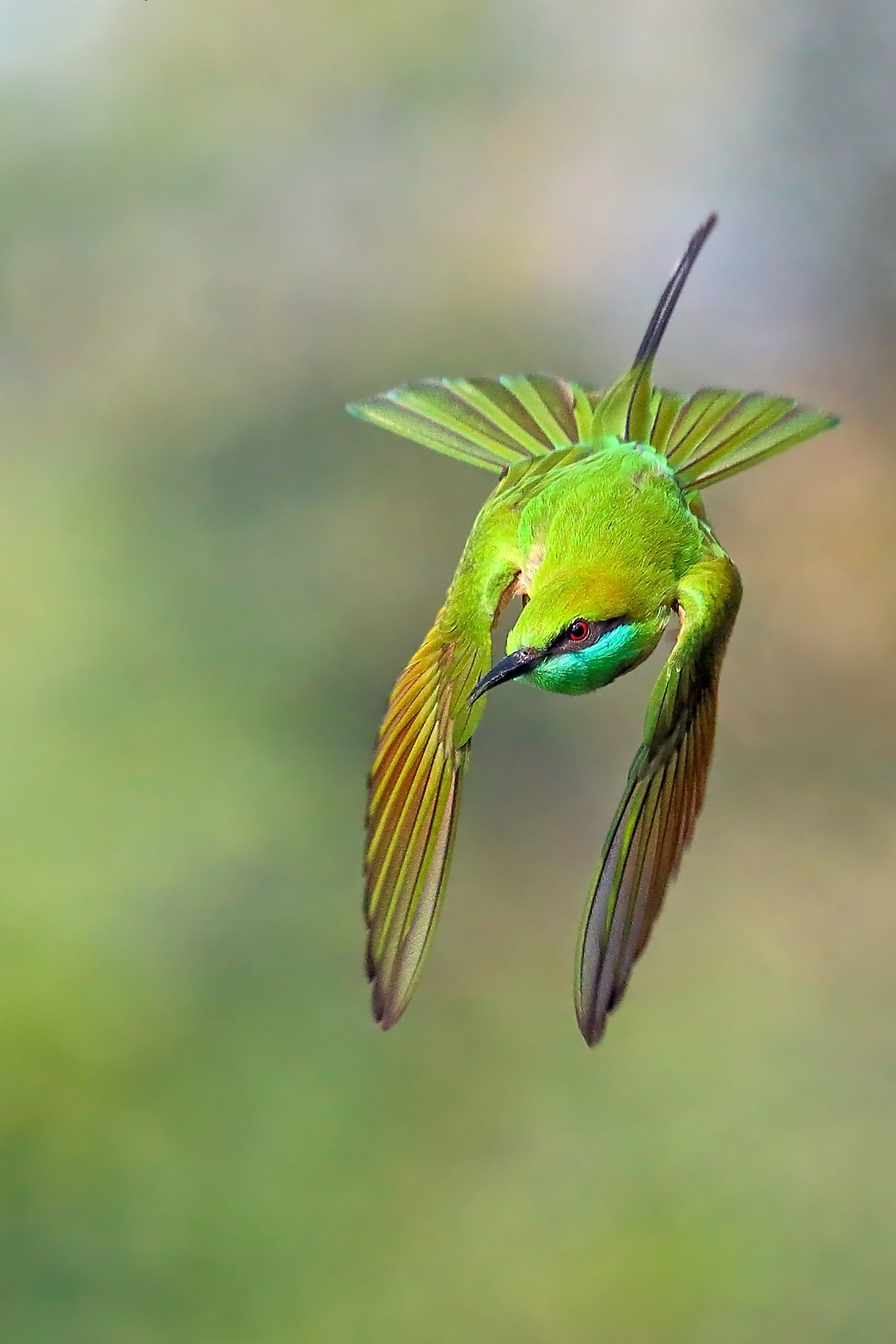 Flying Green Bee Eater