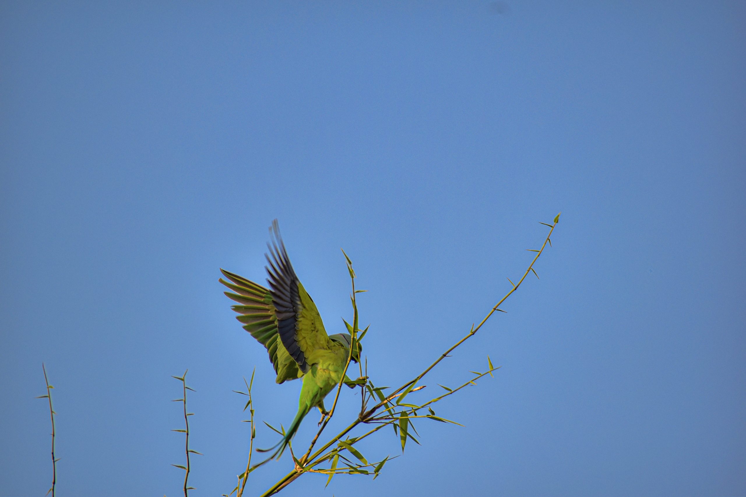 Flying parrot