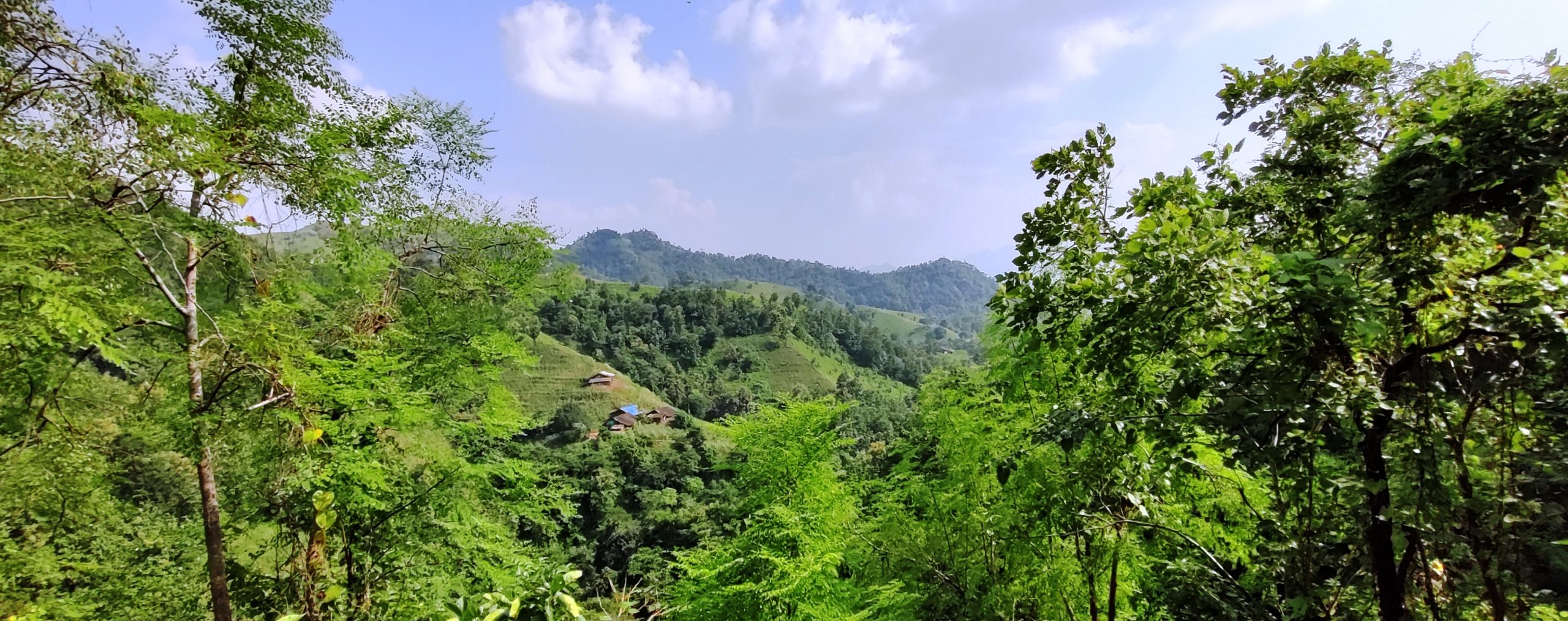 Forest and mountains