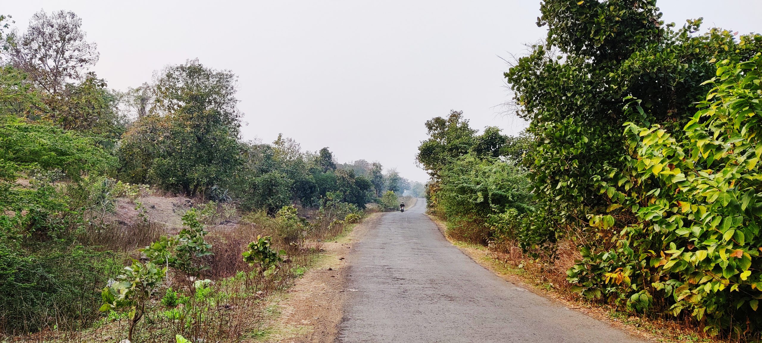 Road landscape