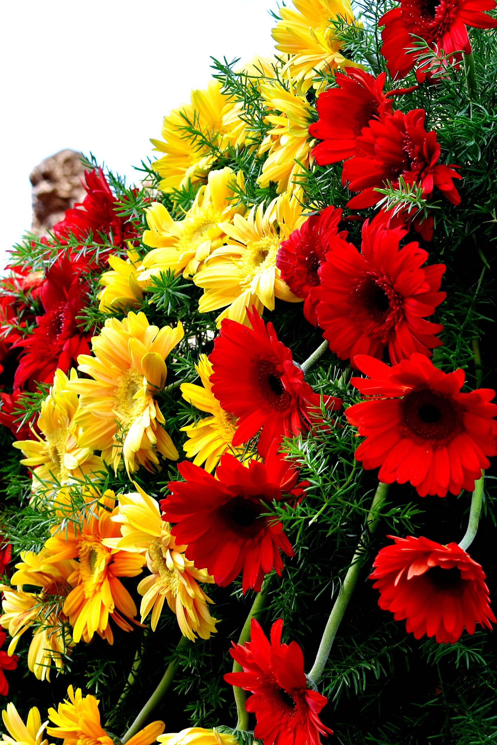 Fresh and colorful flowers