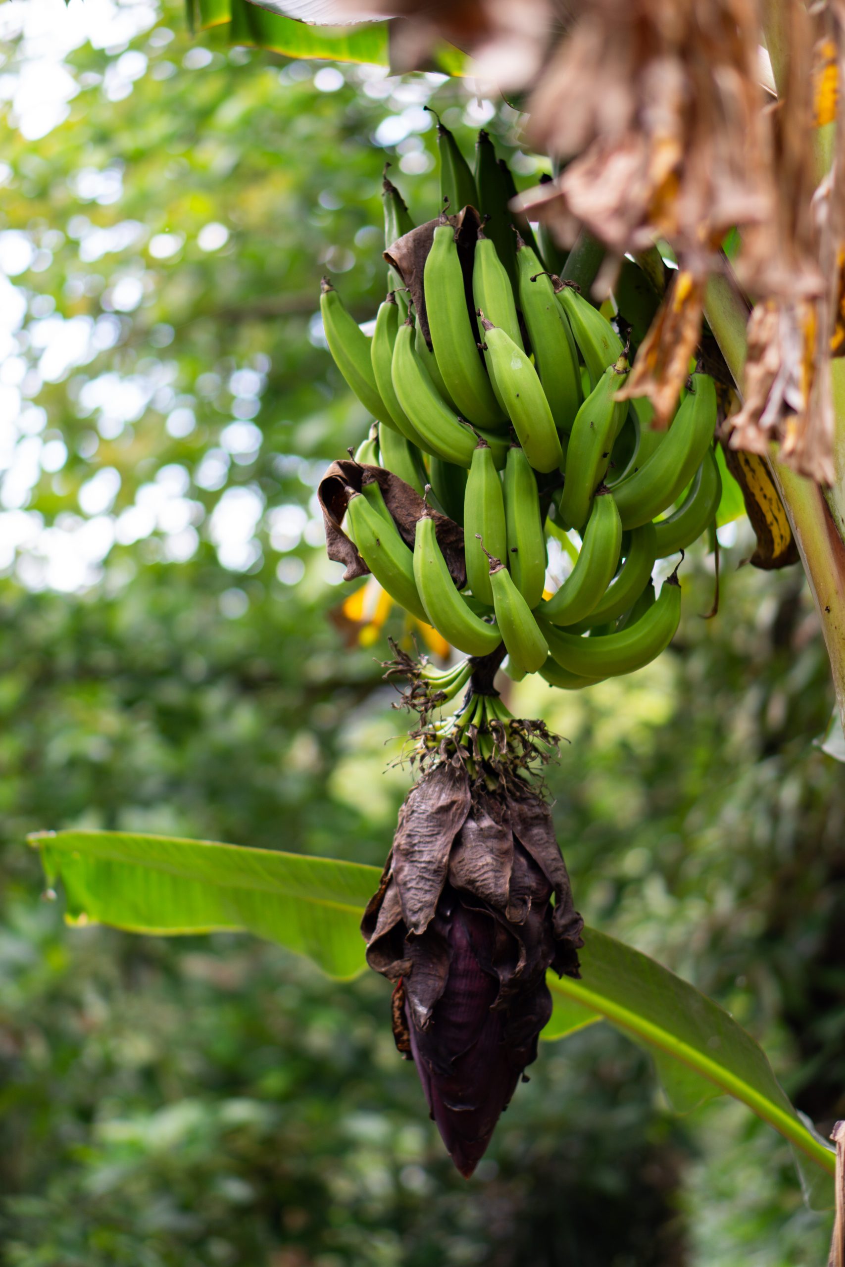 Fresh bunch of bananas